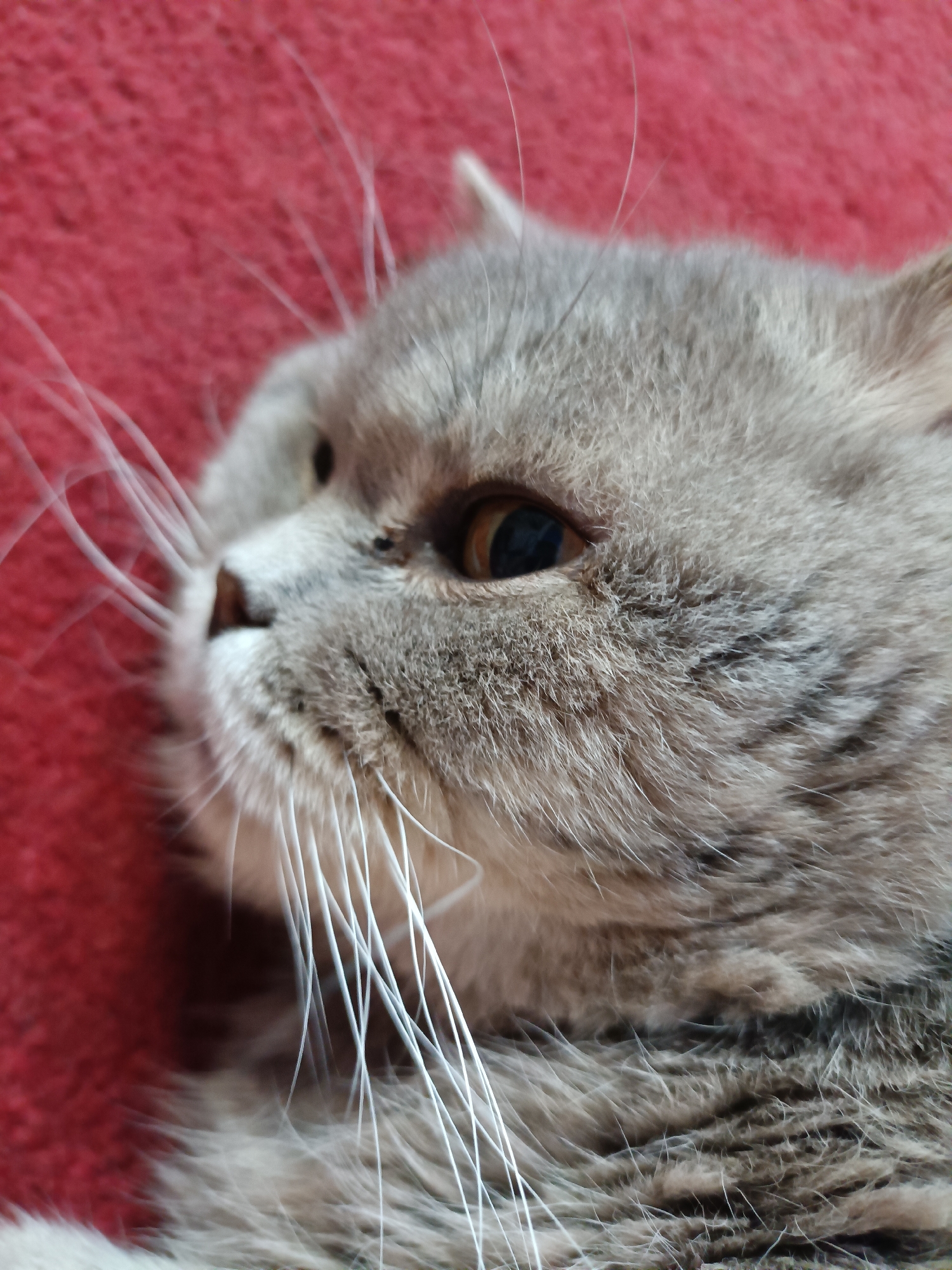 The image is a close-up, eye-level shot of a gray cat lying on a textured red surface. The cat is facing to the left of the frame, with its head slightly tilted. Its fur is short and appears soft, with subtle tabby markings visible around its eyes and muzzle. The cat's right eye is clearly visible, a warm amber color with a dark pupil. Long, white whiskers fan out from its muzzle, some of them slightly blurred due to motion or focus. The red surface beneath the cat has a slightly fuzzy or woven texture. There are no people, other animals, or discernable urban features present in the image. The scene is devoid of any context suggesting it is located in Bataysk, Russia.