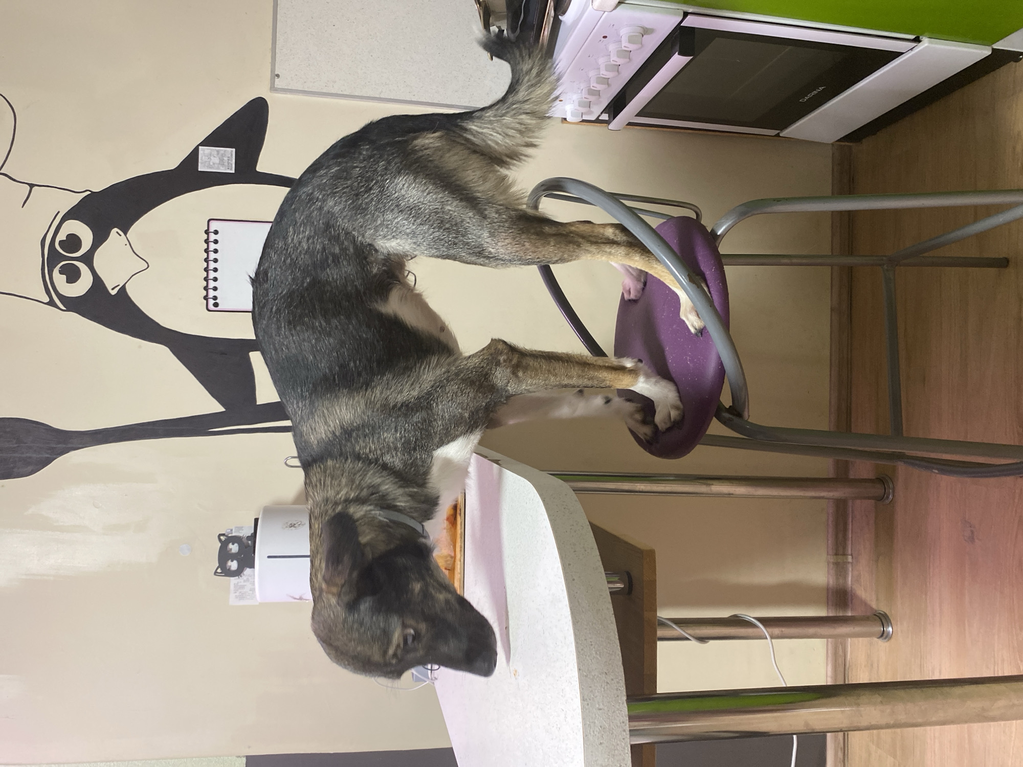 A medium-sized dog with grey and brown fur is precariously balanced on a purple chair in what appears to be a kitchen in Chaikovsky, Russia. The dog's front paws are on the chair, while its rear legs extend towards a white countertop. The dog's head is near the countertop, suggesting it may be trying to reach something. Behind the dog, a wall is decorated with a black and white cartoon penguin and what looks like a calendar. A white stove sits above the chair, and the rest of the room includes wooden cabinets, a white wall, and a wooden floor.