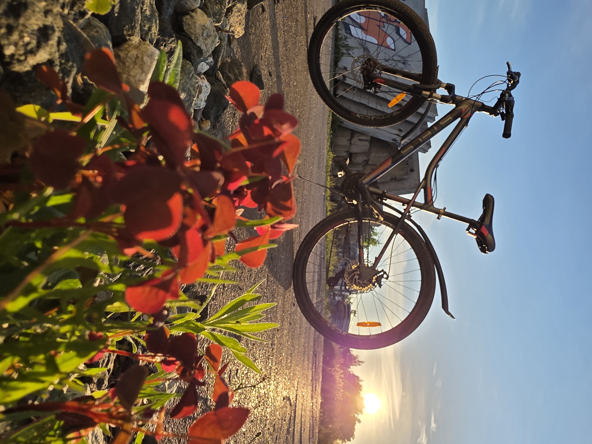 A bicycle is parked on an asphalt surface next to a pile of concrete blocks. In the foreground, red-leaved plants and green grass are growing. The sun is setting in the background, casting a warm glow on the scene. The sky is clear and blue. The bicycle appears to be a mountain bike, with knobby tires and suspension. The concrete blocks are rough and weathered, and some have graffiti on them. The plants are vibrant and healthy, and the grass is lush. The overall impression is one of a peaceful and serene outdoor setting. This scene is likely in the city of Chaikovsky, Russia, as indicated by the lighting and the presence of a bicycle, which are common elements in Russian cities.
