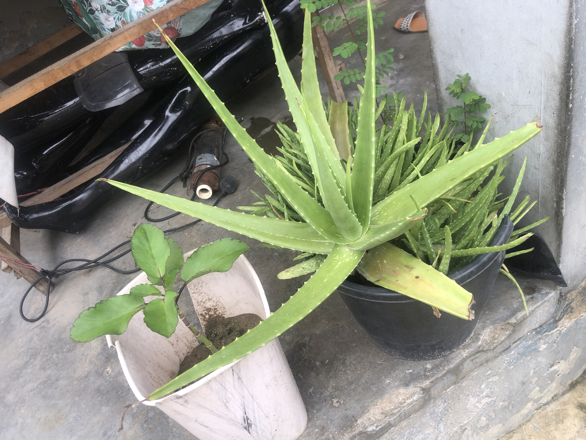The image presents an outdoor scene, likely a residential patio or backyard in Ado, Nigeria, featuring two potted plants on a concrete surface.
The most prominent subject is a large, healthy Aloe vera plant, distinguished by its thick, spiky, and vibrant green leaves. It is housed in a black plastic pot, with numerous smaller Aloe vera shoots clustering around its base. One of the larger leaves shows signs of yellowing and minor damage towards its tip.
Next to the Aloe vera, in a white plastic bucket, grows another plant with distinctive broad, scalloped green leaves edged with a reddish-purple hue. This plant, characteristic of a Kalanchoe pinnata (Mother of Thousands), has a visible stem rising from the soil.
The surrounding environment contains various utilitarian objects. Behind the plants, a large piece of black, glossy material, possibly a car part or a tarp, is visible, partially supported by wooden planks. Electrical wires are strewn across the concrete ground, leading to what appears to be a small pump or motor. Further back, a patterned fabric with floral designs (red and white flowers on green) is partially visible. To the right, a weathered grey concrete wall forms the background, and a single brown slipper with a striped pattern lies on the ground nearby. The ground itself is made of rough concrete.
The scene is illuminated by natural daylight, indicating it is daytime. There are no people present, and no explicit activity is taking place. No visible text is identifiable in the image.