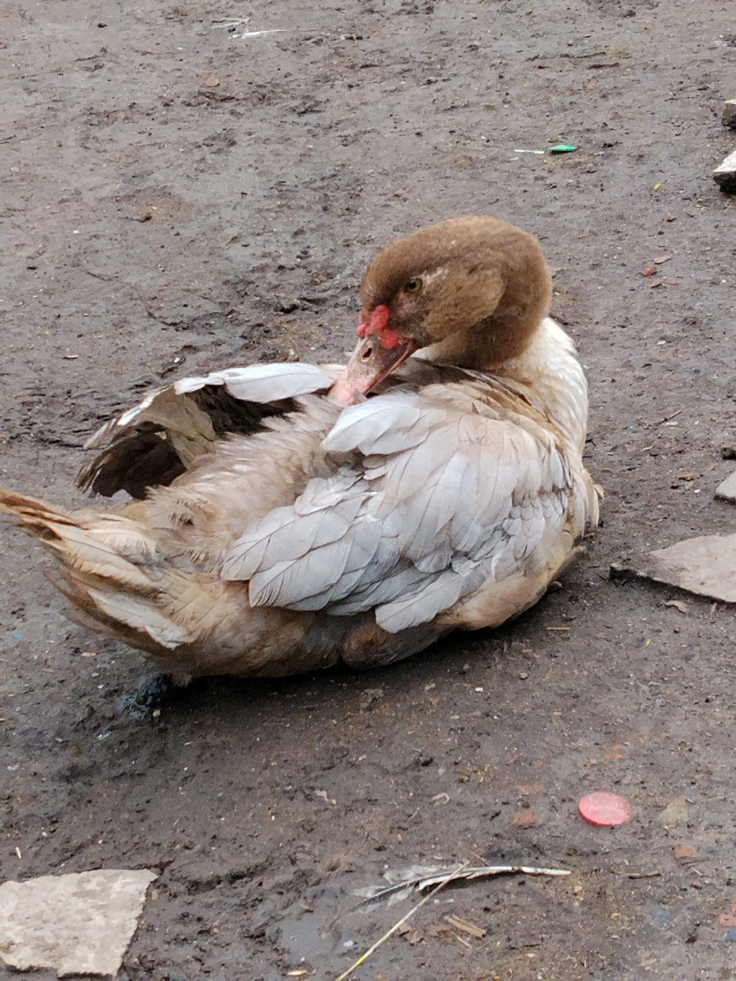 A light brown duck with a ruffled appearance is perched on a muddy, uneven surface in Ustyvytsia, Ukraine. The duck's head is turned downwards, and it appears to be preening its feathers. Its beak is red, and its eyes are visible. The ground is a mixture of dirt and small stones, with some scattered debris including a red bottle cap and a feather. The overall impression is one of a slightly unkempt, natural outdoor environment.
