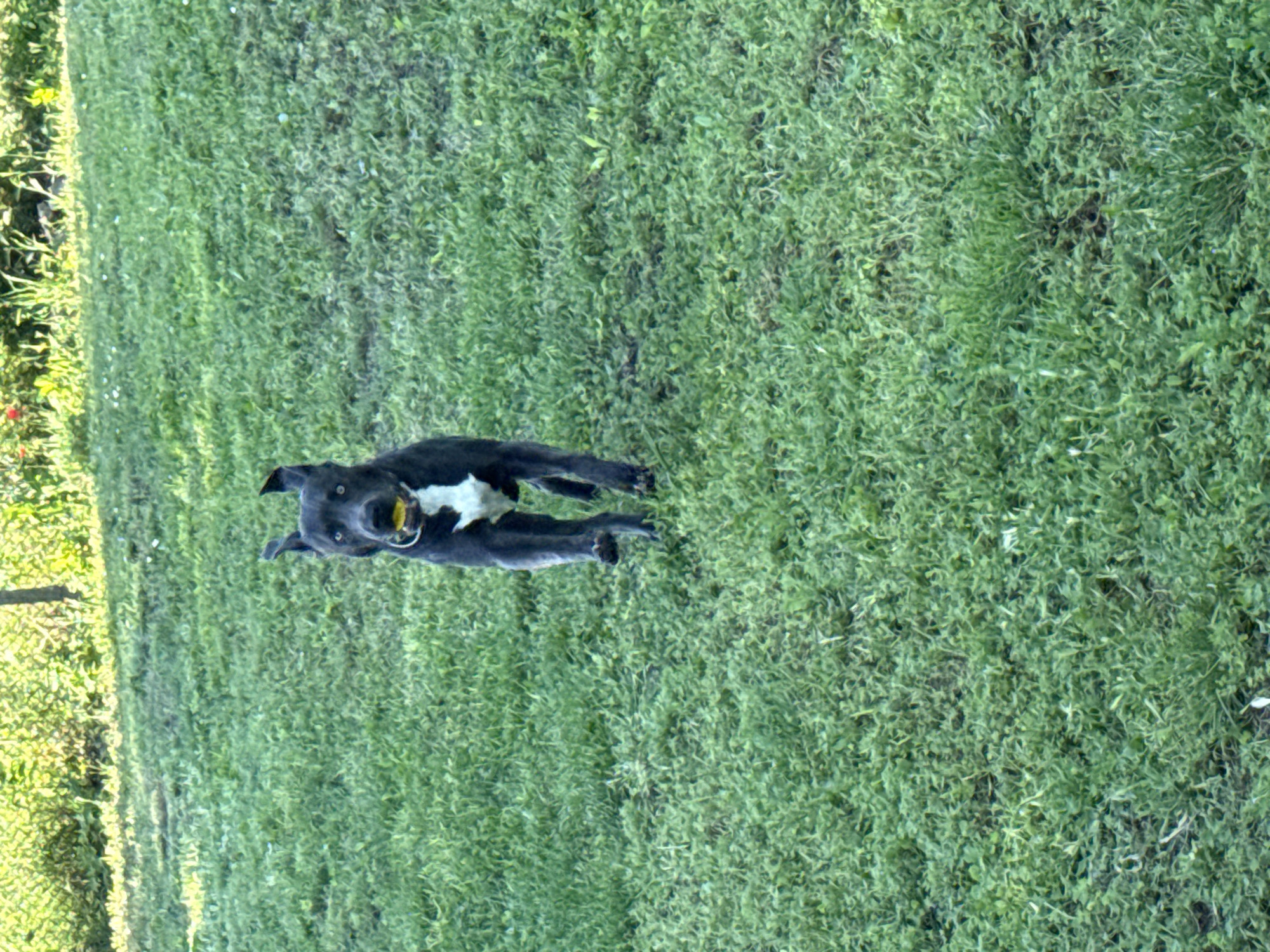 A dark-colored dog with a white chest patch is running in a grassy area. The dog has its mouth open and appears to be carrying a yellow ball. The background consists of green grass and some foliage with hints of sunlight. The overall scene suggests an outdoor activity or play. The image was taken in the city of Zornitsa, Bulgaria.