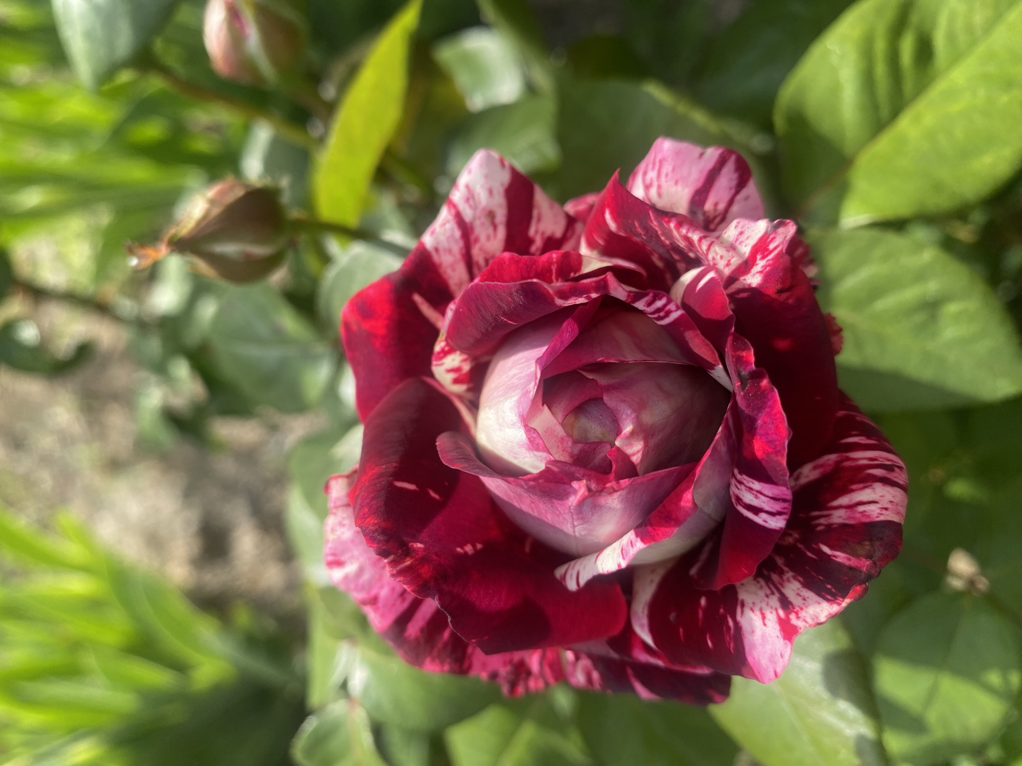A close-up photograph captures a vibrant, variegated rose in full bloom, prominently positioned in the center-right foreground. The rose petals display a striking pattern of deep red and white stripes, giving them a marbled appearance. The center of the flower is tightly coiled, revealing softer shades of light pink and white.
In the blurred background, lush green foliage surrounds the main rose. Towards the top-left, two out-of-focus rose buds are visible; one appears slightly open with a hint of pink, while the other remains tightly closed.
The image is taken outdoors in bright, natural daylight, as evidenced by the well-lit petals and the highlights on the surrounding green leaves. The shallow depth of field ensures the rose is the clear focal point, blurring the background elements to create a soft, natural setting, likely a garden. There are no people, activities, or visible text present in the image.