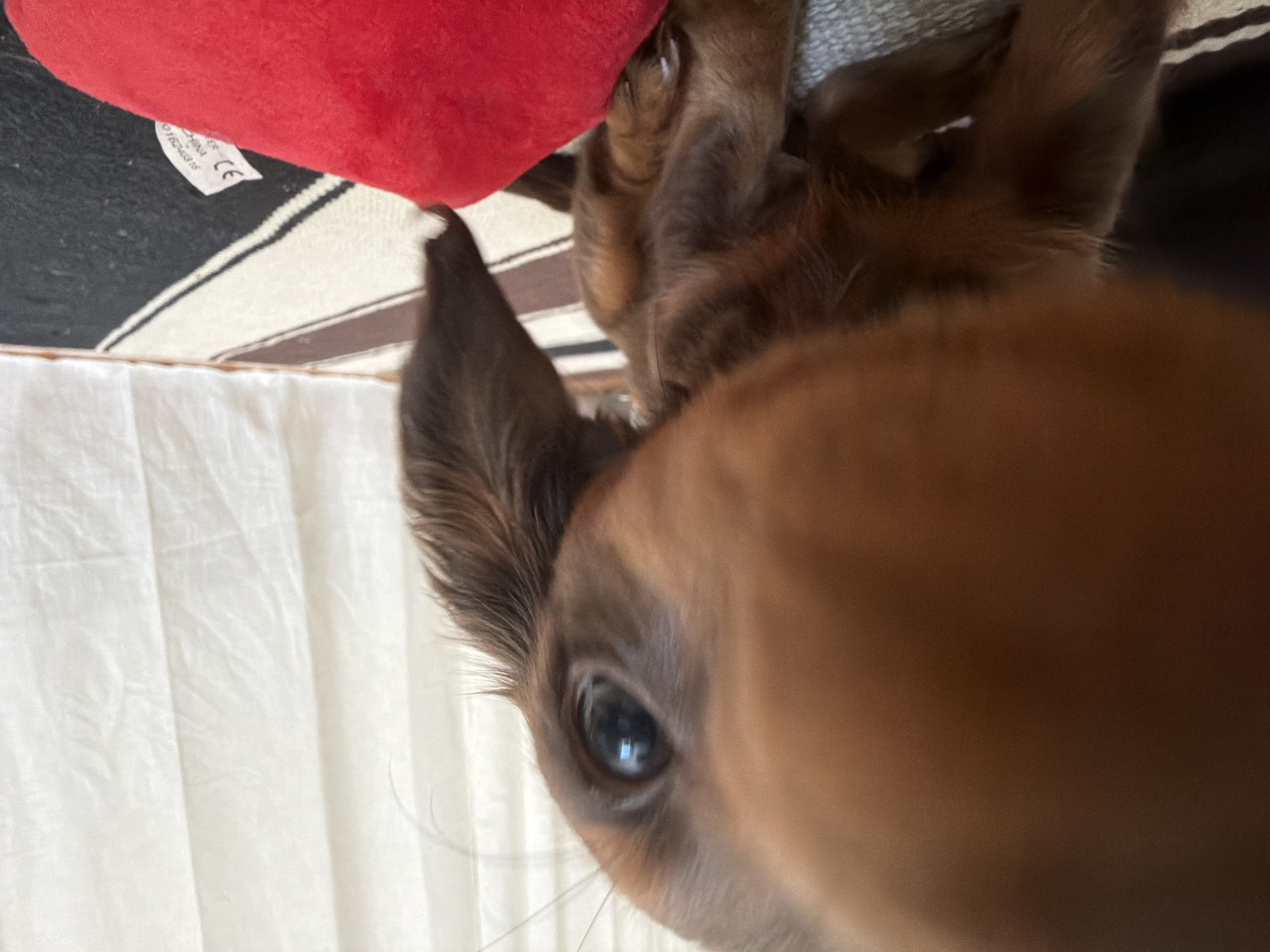 A close-up photograph focuses on a brown dachshund with one ear prominently displayed and a single eye visible. The dog's nose dominates the foreground, appearing blurred. The dog's head is positioned near a red plush object on a surface with black and white stripes, possibly a blanket or textile. To the side, draped white fabric suggests bedding or curtains. The image does not contain discernible information to establish the location in Montreal, Canada.