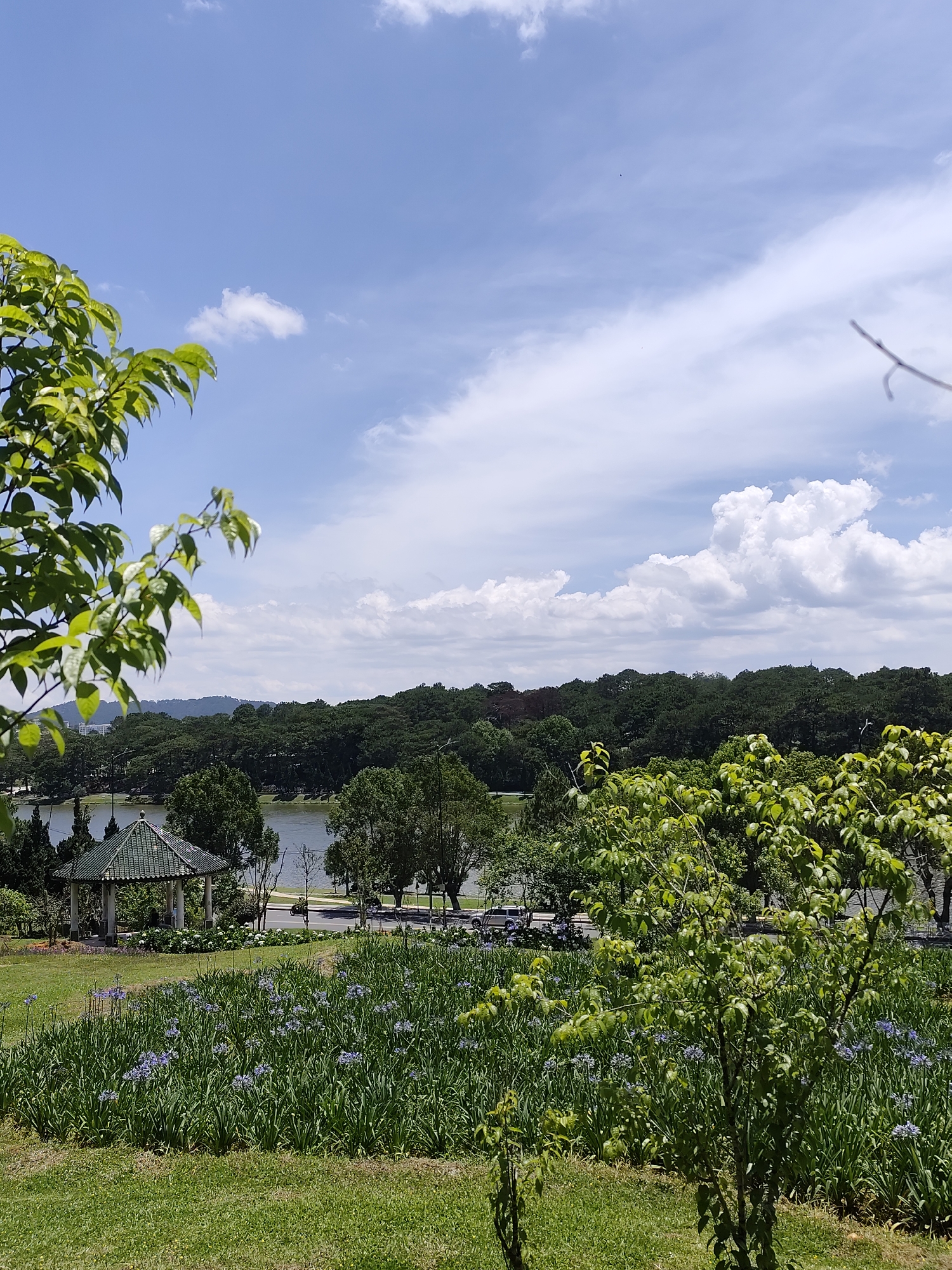 This vibrant landscape photograph captures a serene park overlooking a tranquil lake, set against a bright blue sky dotted with scattered white clouds. The perspective is slightly elevated, looking down towards the water and the surrounding natural scenery.
In the foreground, a lush green lawn dominates, intercut with beds of tall, strappy green plants bearing delicate clusters of purple-blue flowers, likely Agapanthus. The view is framed by verdant tree branches and bushes on the left and right, adding depth and a sense of immersion in nature.
The mid-ground features a calm lake, its surface subtly reflecting the sky. A paved road runs along the lake's edge, where a few vehicles, including a light-colored car, are visible. On the left side of the park, close to the water, stands a charming gazebo with a distinctive multi-tiered, dark green tiled roof and white supporting pillars. A dense line of various trees, predominantly evergreens, borders the lake and stretches across the horizon, separating the water from the distant landscape.
In the background, gently rolling hills covered in thick forest rise to meet the expansive sky. The bright sunlight indicates a clear and pleasant day, likely mid-morning or early afternoon. The scene evokes a sense of peace and natural beauty, consistent with the scenic environment of a location such as Da Lat, Vietnam. No text is visible in the image.