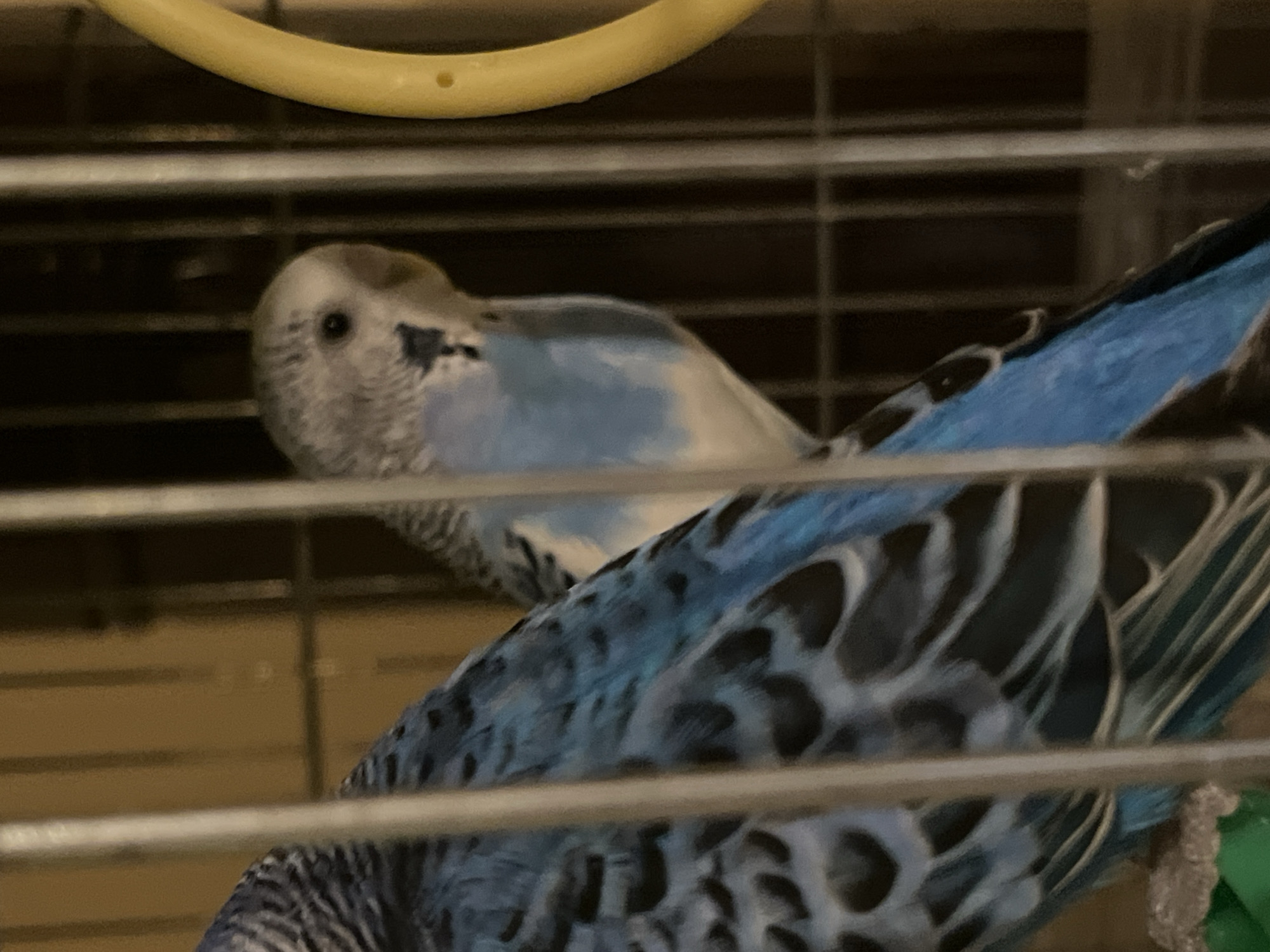 The image displays two blue parakeets (budgerigars) inside a cage. In the foreground, the back and tail feathers of one parakeet are prominently featured, showing distinct blue and black wavy patterns. This bird is largely out of focus, suggesting it is closer to the camera. Behind it, a second parakeet is captured slightly more clearly, facing left. This parakeet has a light greyish-white head with a visible black eye that appears alert, and a pale blue body.
The birds are contained within a metal cage, with horizontal and vertical bars visible across the entire frame, partially obscuring the view of the parakeets. A bright yellow, curved plastic object, likely a perch or toy, is visible in the upper section of the image. A small, indistinct green object can be seen in the bottom right corner. The background beyond the cage bars is dark and out of focus, indicating an indoor setting with ambient lighting. The parakeets appear to be resting or observing their surroundings calmly. No specific event or dynamic activity is taking place. There is no visible text in the image.