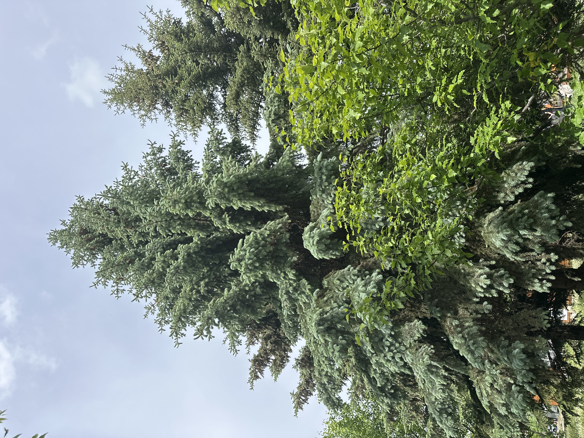 The image depicts a view looking upwards towards a mix of tree foliage against a pale, overcast sky. On the left is a tall, bluish-green coniferous tree, likely a spruce or fir, with its dense branches extending towards the viewer. To the right is a deciduous tree with smaller, rounded green leaves, its branches interwoven with the conifer. The scene appears to be in an urban or suburban environment given the mix of tree types.