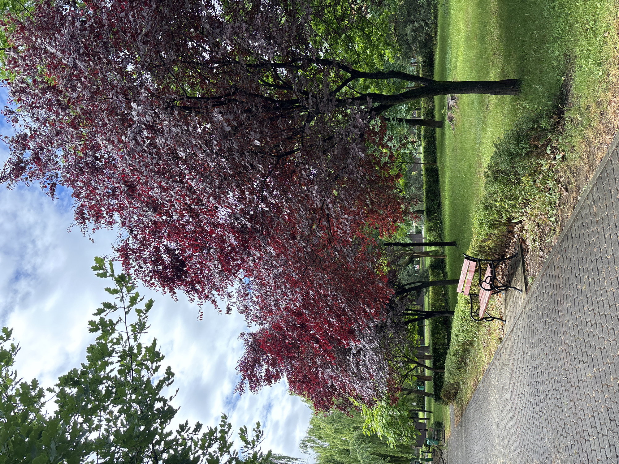 A paved walkway lined with a hedgerow runs alongside a park. A red and black park bench sits on the edge of the walkway, facing a grassy area with several trees. Two large trees with dark red leaves stand prominently in the middle ground, with lighter green trees and a weeping willow in the background. The sky above is cloudy with patches of blue. The overall scene depicts a tranquil park setting.