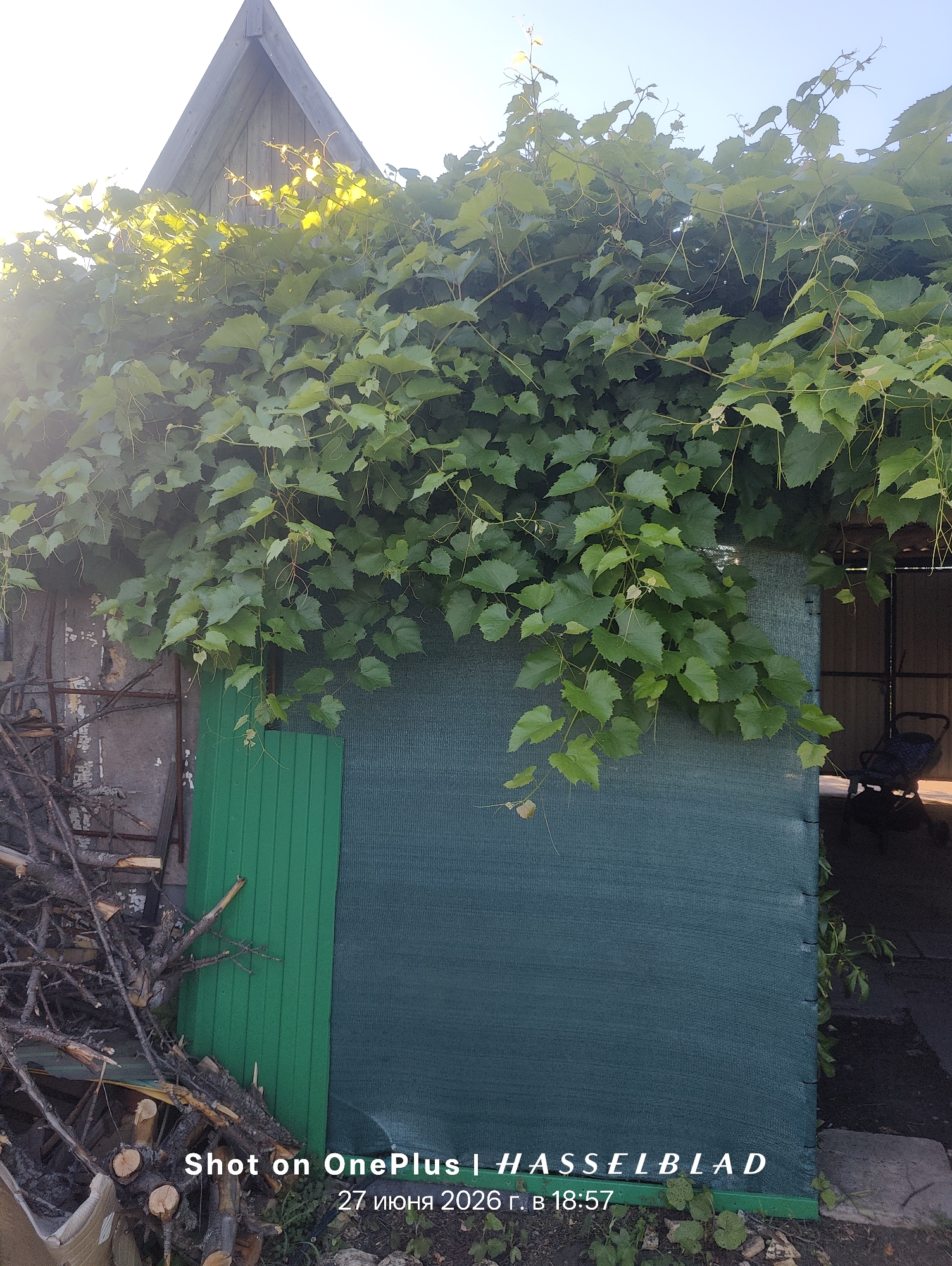 The image depicts an outdoor scene, likely a backyard or garden area, with a significant amount of greenery. A wooden structure, possibly a shed or an extension of a house, is partially covered by lush green vines. The vines cascade down, obscuring a portion of the structure and a vertical green panel, which might be a door or a gate. To the left of the green panel, a pile of cut branches and logs is visible against a rough-textured wall. The overall lighting suggests it's daytime, with sunlight filtering through the leaves, creating bright spots. The bottom right of the image reveals a dark opening into another structure, where a dark-colored object resembling a stroller or chair is faintly visible. The bottom of the frame displays a timestamp and device information: "Shot on OnePlus | HASSELBLAD 27 июня 2026 г. в 18:57".