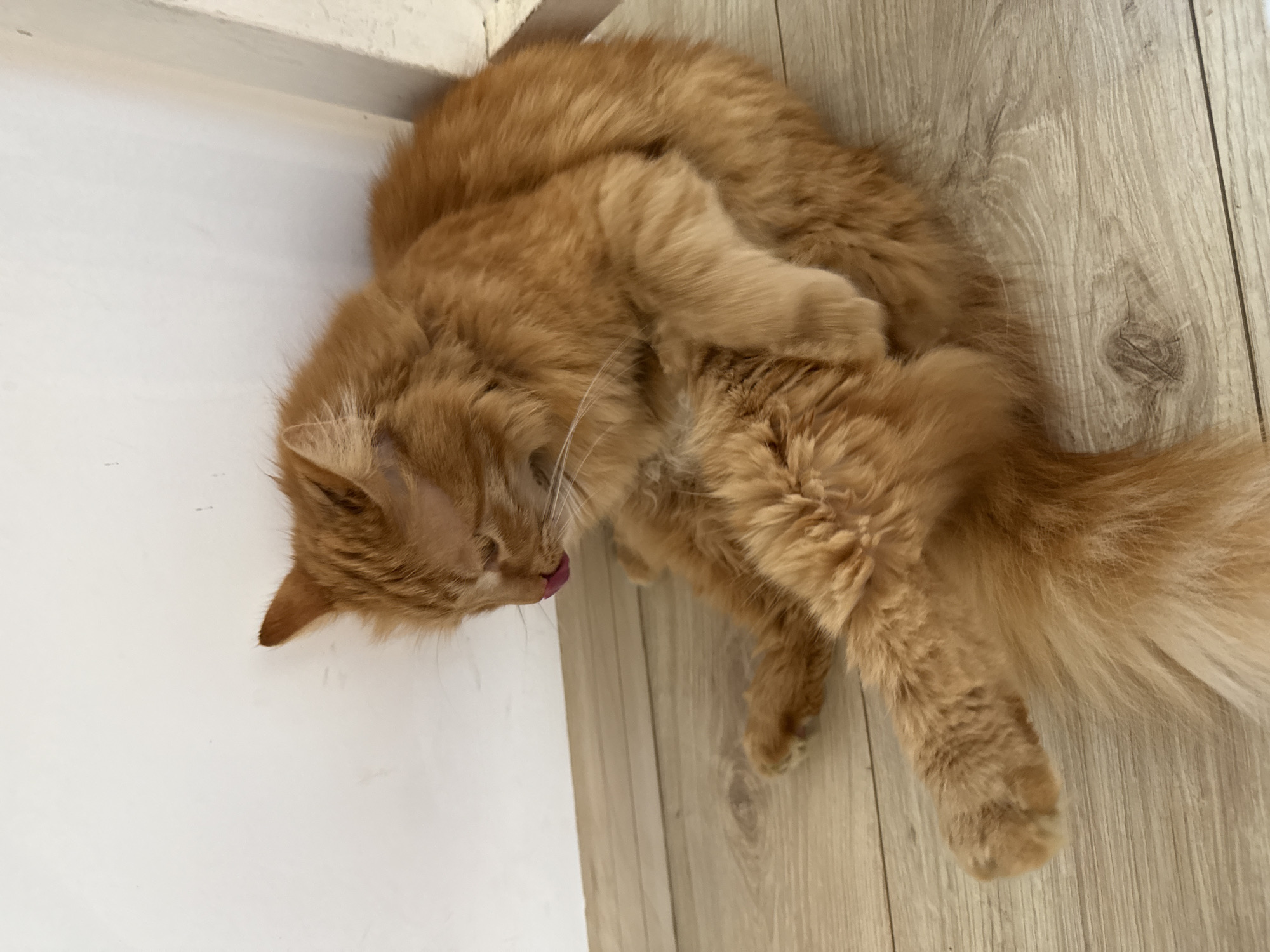 A long-haired, ginger cat is lying on a light wood-grain floor next to a white wall. The cat is curled up, grooming itself with its tongue sticking out. The scene appears to be indoors. This image was taken in the city of Berkovitsa, Bulgaria.