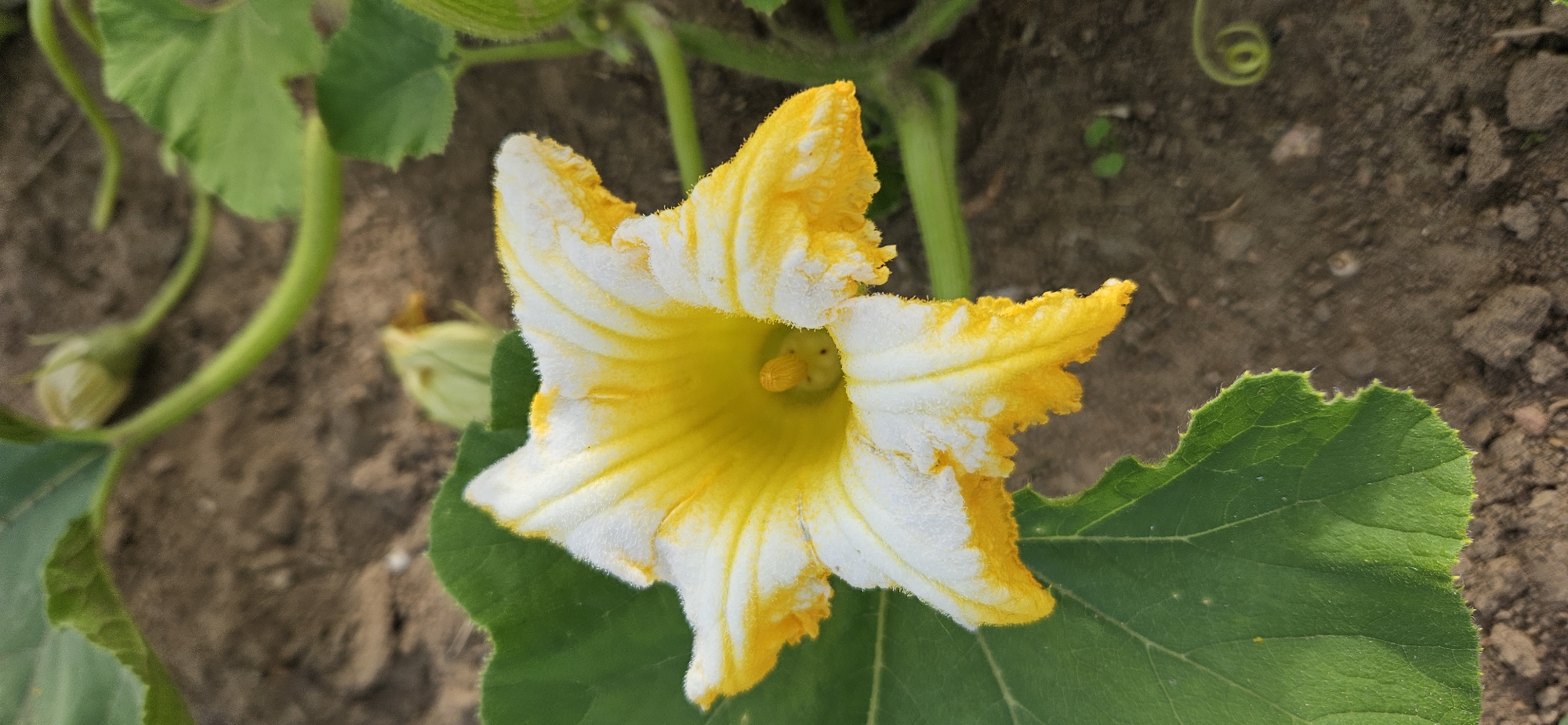 The image shows a close-up of a yellow and white squash blossom in bloom. The flower has five pointed petals, each edged with fuzzy white hairs and yellow tips. The center of the flower is a deep yellow, with a small stamen visible. The blossom is growing on a green vine, surrounded by large, green leaves. In the background, dry, brown soil is visible, with a few small pebbles and green sprouts. The scene is set outdoors, likely in a garden or agricultural field, within the rural landscape of Мазалаўскі сельскі Савет, Belarus. No people are present in the image.