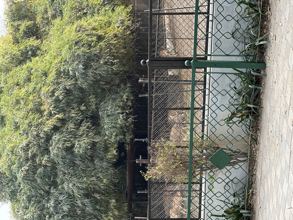 The image displays an animal enclosure within a park or zoo setting in Vadodara, India, likely the Sayaji Baug Zoo. The foreground consists of a grey tiled or paved walkway. Immediately behind this is a low, green metal fence featuring a repeating diamond pattern, with a single green vertical post on the right. A small, sparsely leafed shrub is centrally positioned directly behind this fence, flanked by scattered smaller green plants on a dirt strip.
Beyond the low fence, a taller, dark chain-link fence defines an animal enclosure. Inside, multiple spotted deer (chital) are visible on a dirt ground. At least five individual deer can be identified, with some standing and others partially obscured by vegetation or the enclosure structure. Towards the rear of the enclosure, a rudimentary shelter structure, composed of dark vertical supports and a flat, dark roof, is present. The background is dominated by a dense, tall thicket of vibrant green bamboo foliage, extending across the upper two-thirds of the image. The scene is illuminated by natural daylight.