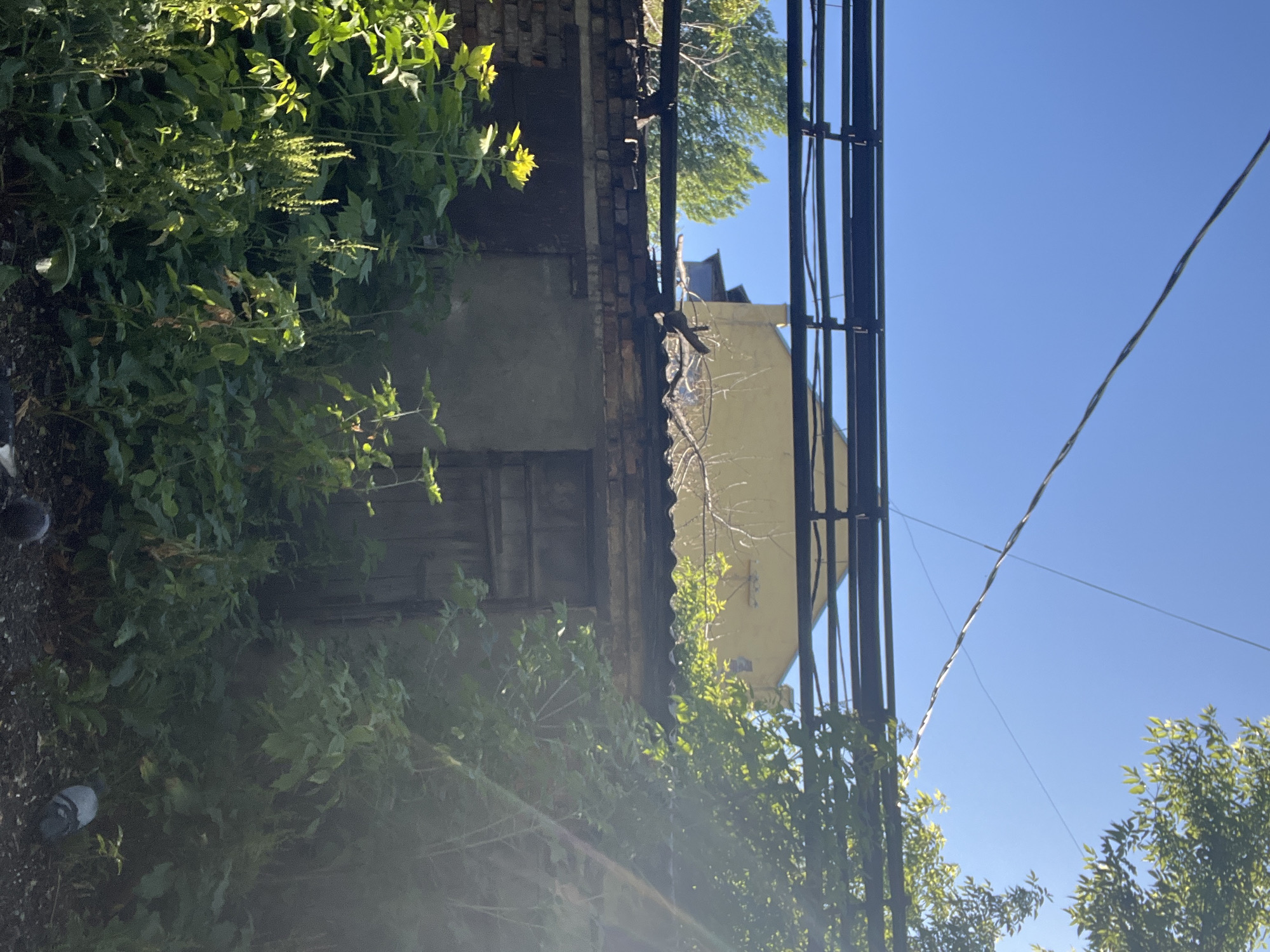 The image depicts an outdoor scene in the city of Kiselyovsk, Russia, under a clear blue sky. In the foreground, lush green foliage and plants dominate, obscuring much of the lower half of the frame. Partially visible behind the dense vegetation is a weathered brick wall with a dark wooden door set into it. Above the wall, corrugated roofing material is visible, and beyond that, a yellow building can be seen. A network of dark cables is strung across the upper portion of the image, supported by structures. The overall impression is one of an overgrown, somewhat neglected urban backyard or alleyway.