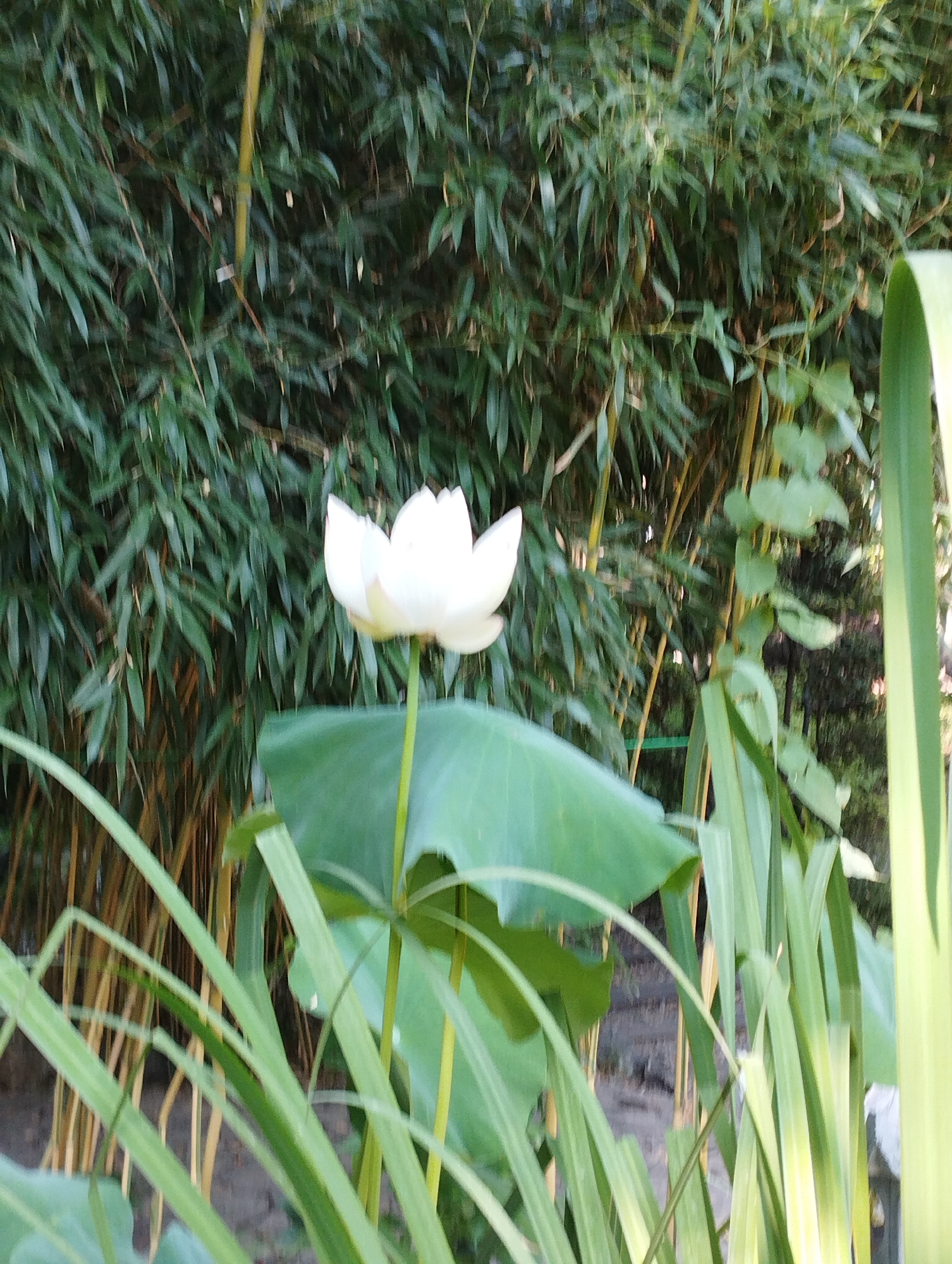 A white lotus flower with visible petals is centered in the foreground of the image, supported by a thick green stem. Behind the flower, a large, dark green lily pad is partially visible. The background consists of dense green bamboo stalks, with some lighter brown stalks interspersed. The ground is dark and appears to be soil or mud. Long, thin green leaves and stalks are in the immediate foreground, partially obscuring the view of the lily pad and lotus. The lighting suggests it is daytime, possibly with some dappled sunlight. This image is located in the city of Kattasu, Uzbekistan.