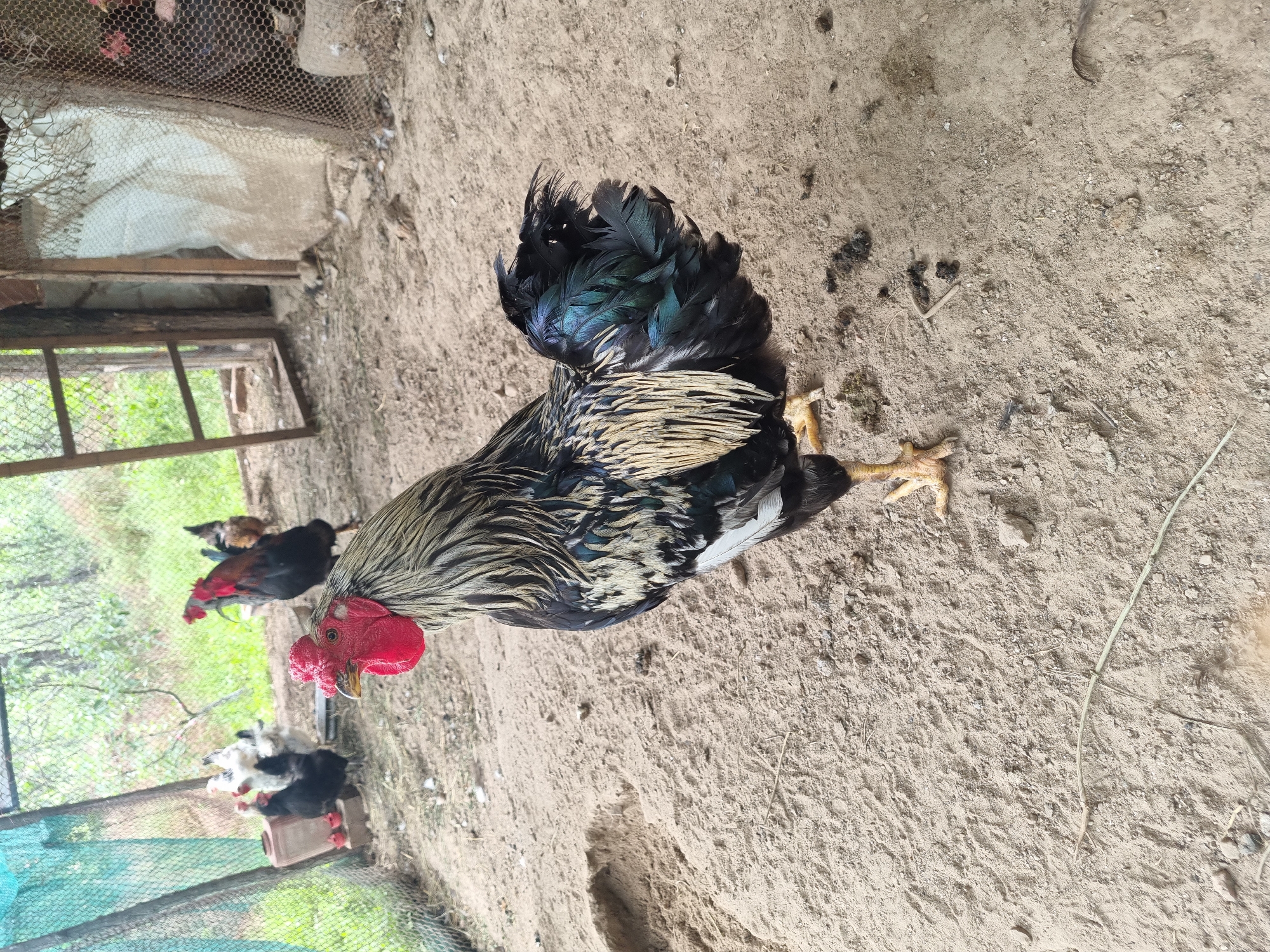 In the rural outskirts of Dabravka, Bulgaria, a rooster with striking black, white, and iridescent green feathers stands proudly on a dirt floor. The rooster's red comb and wattles are prominent features, and its one leg is slightly raised. In the background, a chicken coop is visible, with other chickens, some white and some black, foraging in the enclosure. The environment is rustic, with a wire fence enclosing the area and the natural landscape of trees and vegetation visible beyond. The scene appears to be a typical farmyard setting.