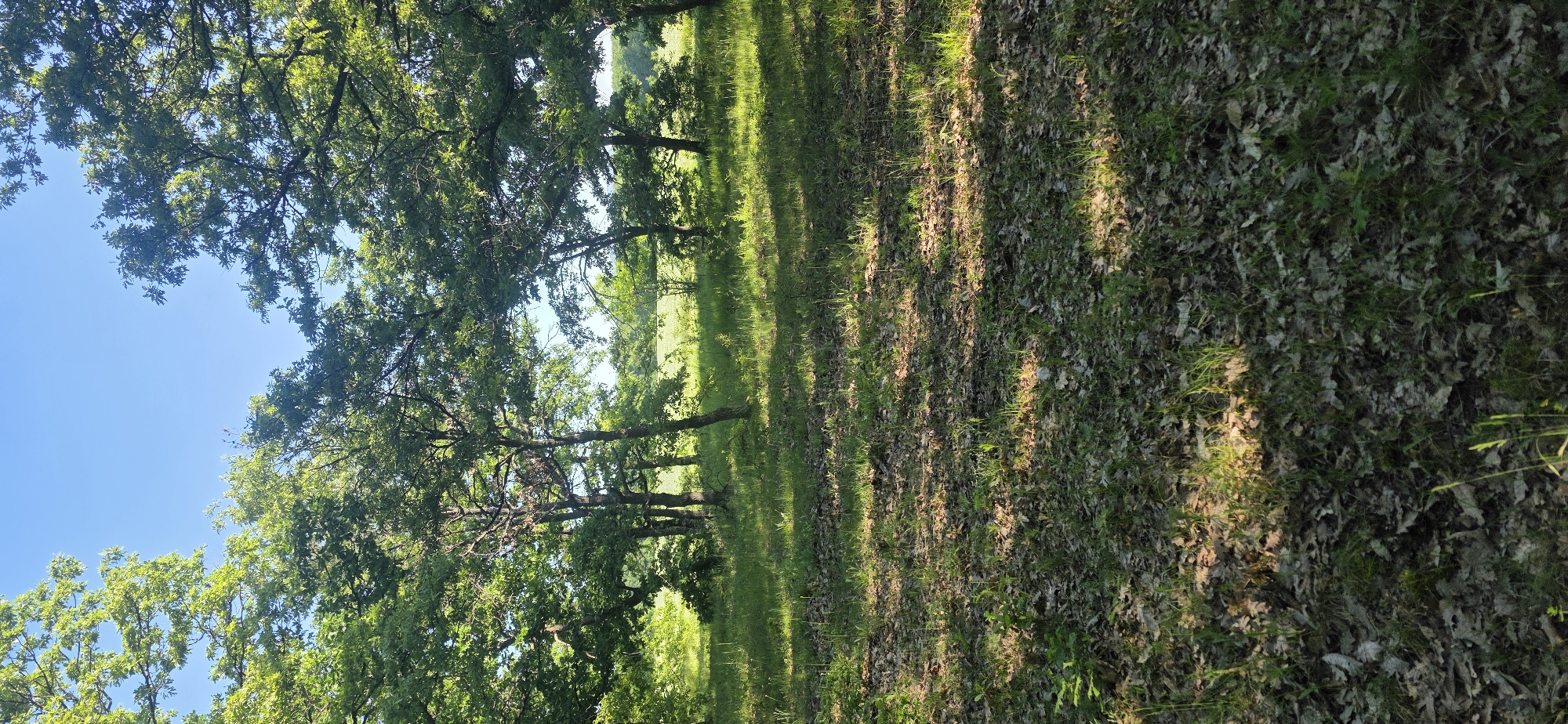 The image depicts a rural scene, likely in the countryside near Podvis, Bulgaria. Sunlight filters through a grove of trees, casting shadows on a ground covered in grass and fallen leaves. The trees have full green foliage, indicating it is likely summer or late spring. The sky is visible through the canopy, showing a clear blue. There are no people visible in the frame.