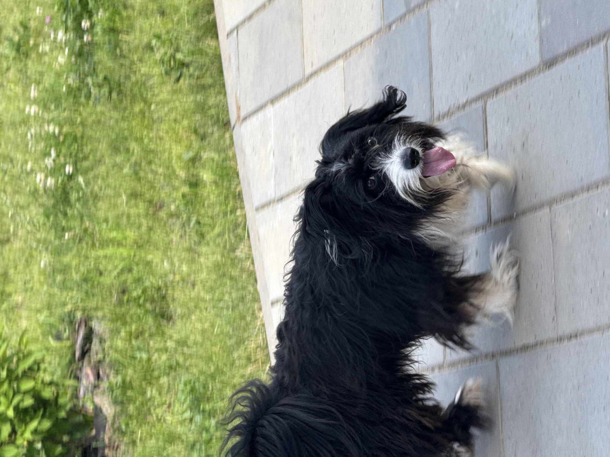 A medium-sized, shaggy, black and white dog with its tongue hanging out is walking on a paved pathway. The dog is facing to the right of the frame, with its body angled towards the viewer. The background consists of green grass and some leafy vegetation. The lighting suggests it is daytime. The image was captured in Votkinsk, Russia.