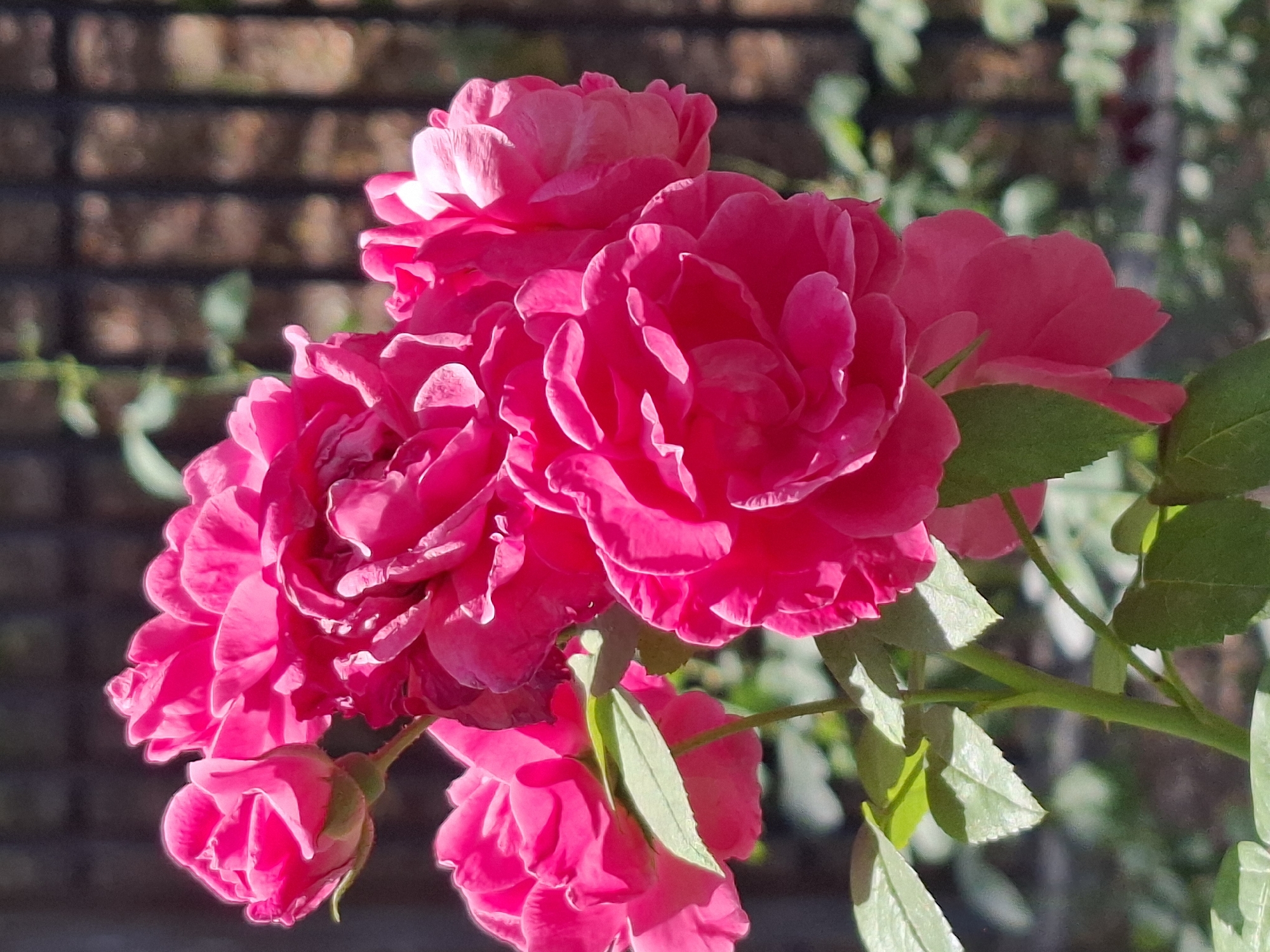 A cluster of vibrant pink roses, their petals layered and full, are in full bloom. The roses are arranged on a green stem with several serrated leaves. In the background, a dark metal fence creates a grid-like pattern against a softly blurred backdrop of green foliage and hints of brickwork. The lighting suggests it is daytime, with sunlight highlighting the texture and color of the rose petals. The scene appears to be outdoors, possibly in a garden or park setting. The specific location within the city of Almaty, Kazakhstan cannot be determined from the image alone.