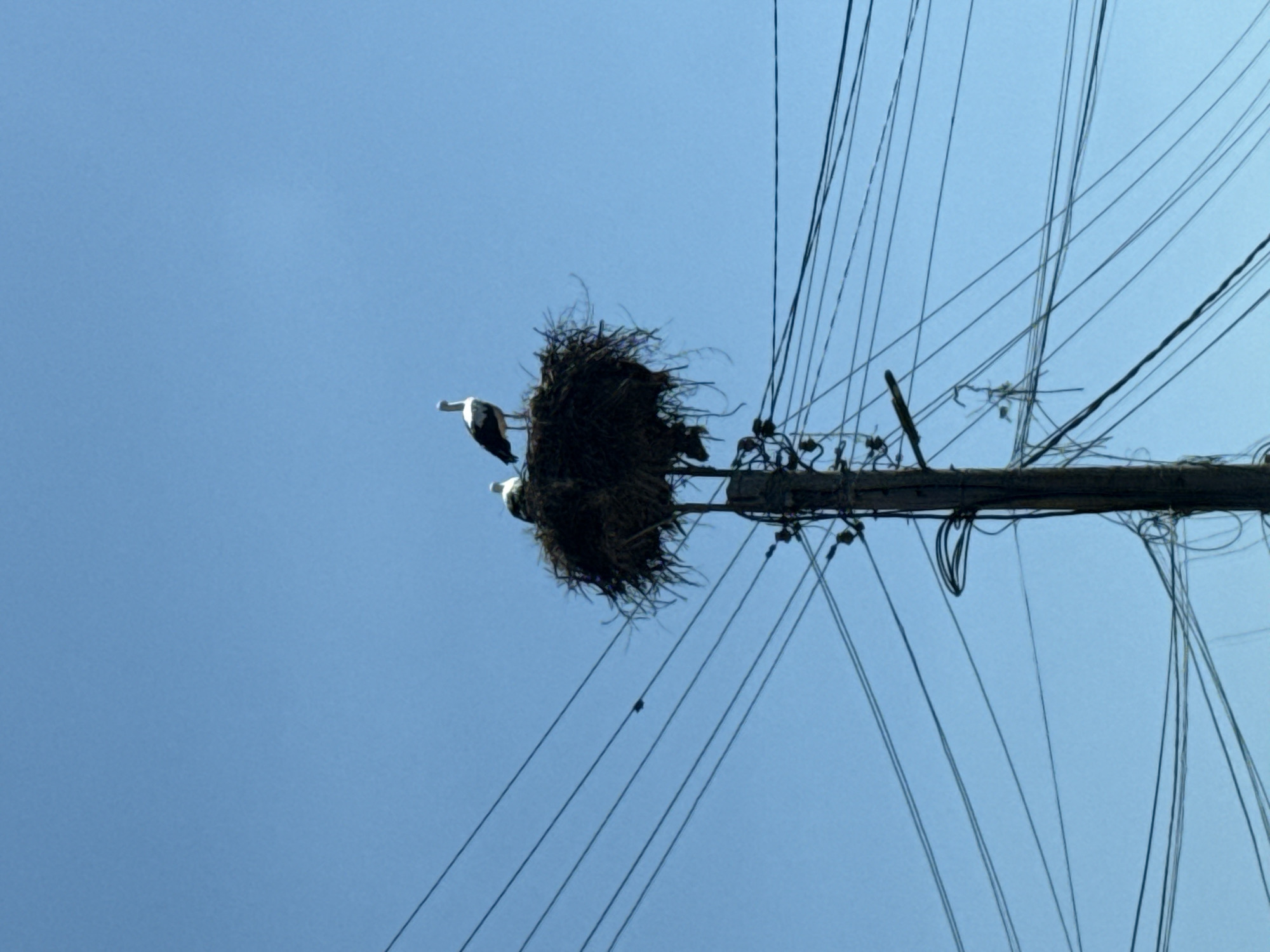 Two storks are perched in a large nest constructed atop a wooden utility pole. The nest is made of dried branches and twigs. One stork stands upright, facing to the right, with its white body and black wings visible against the blue sky. The other stork is smaller and positioned to the left, appearing to be sitting down or in a resting posture. The utility pole is weathered and supports a dense network of dark electrical wires that crisscross the frame, obscuring parts of the sky. The background is a clear, bright blue sky. This scene is located in Balgarski Izvor, Bulgaria.