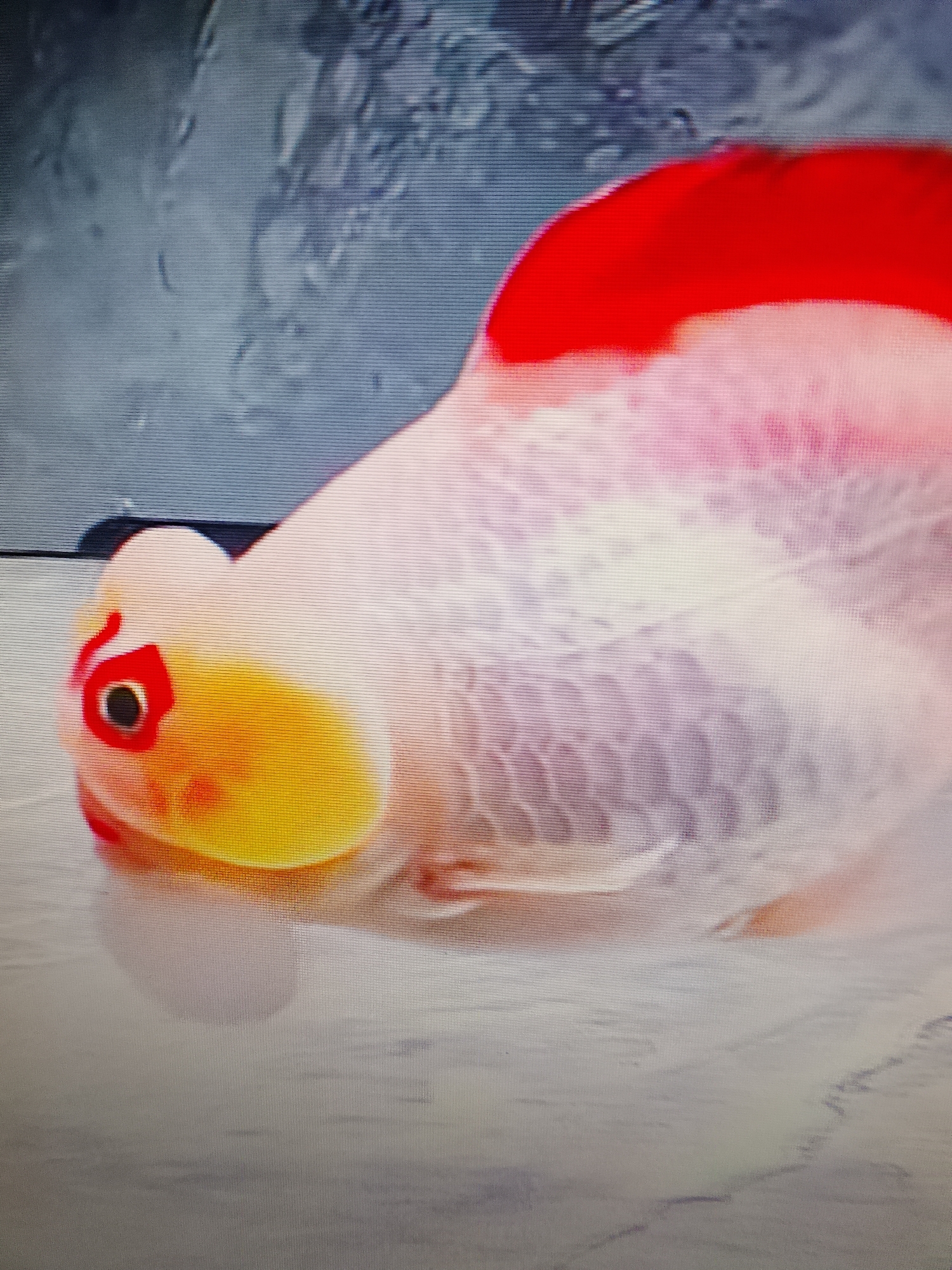 The image displays a close-up, slightly pixelated view of a goldfish with a distinct red dorsal fin and a white and pink body. Its head is a pale yellow, with a red and black eye. The fish appears to be resting on a light-colored, flat surface, possibly a table or aquarium base. The background is out of focus, showing a dark, textured surface. There are no discernible landmarks or elements that would indicate a specific location within the city of Tokarevka, Russia, or any city for that matter. The image's composition and content are solely focused on the goldfish.