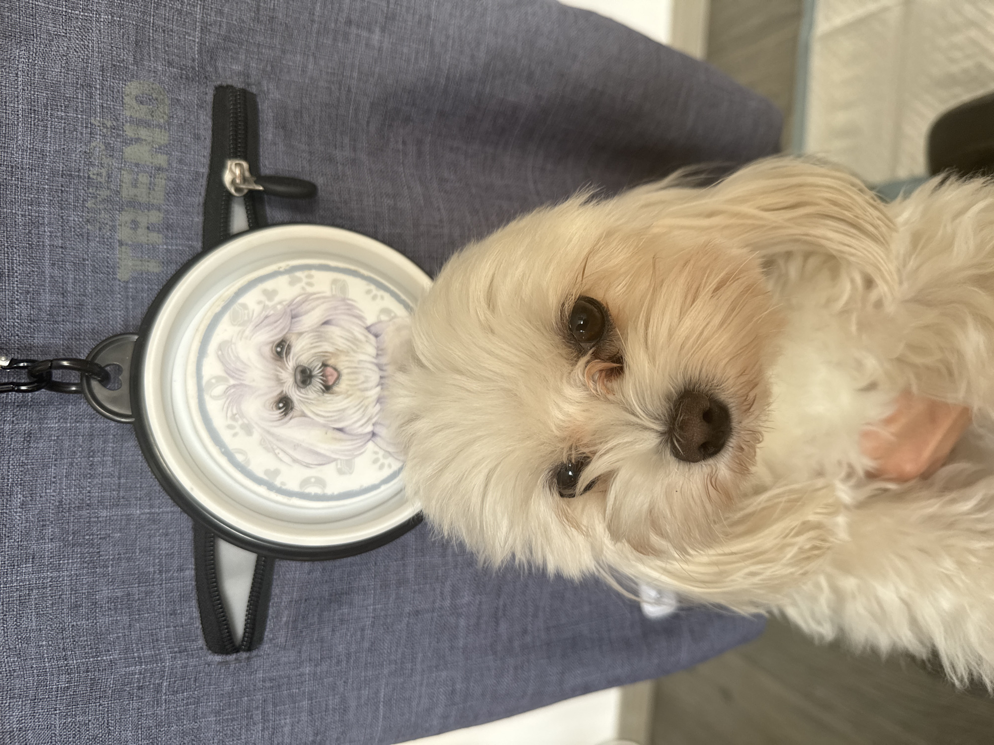 A white Maltese dog is lying next to a collapsible pet bowl adorned with a matching Maltese dog image, all resting on a blue-grey textured surface, possibly a pet carrier or bag. The dog is looking at the camera. A black zipper and metal clasp are visible near the bowl, suggesting the bowl is attached to a bag. The floor in the background appears to be indoors, possibly a home. The location is unknown, and there is no evidence in the image that suggests it is Valencia, Spain.