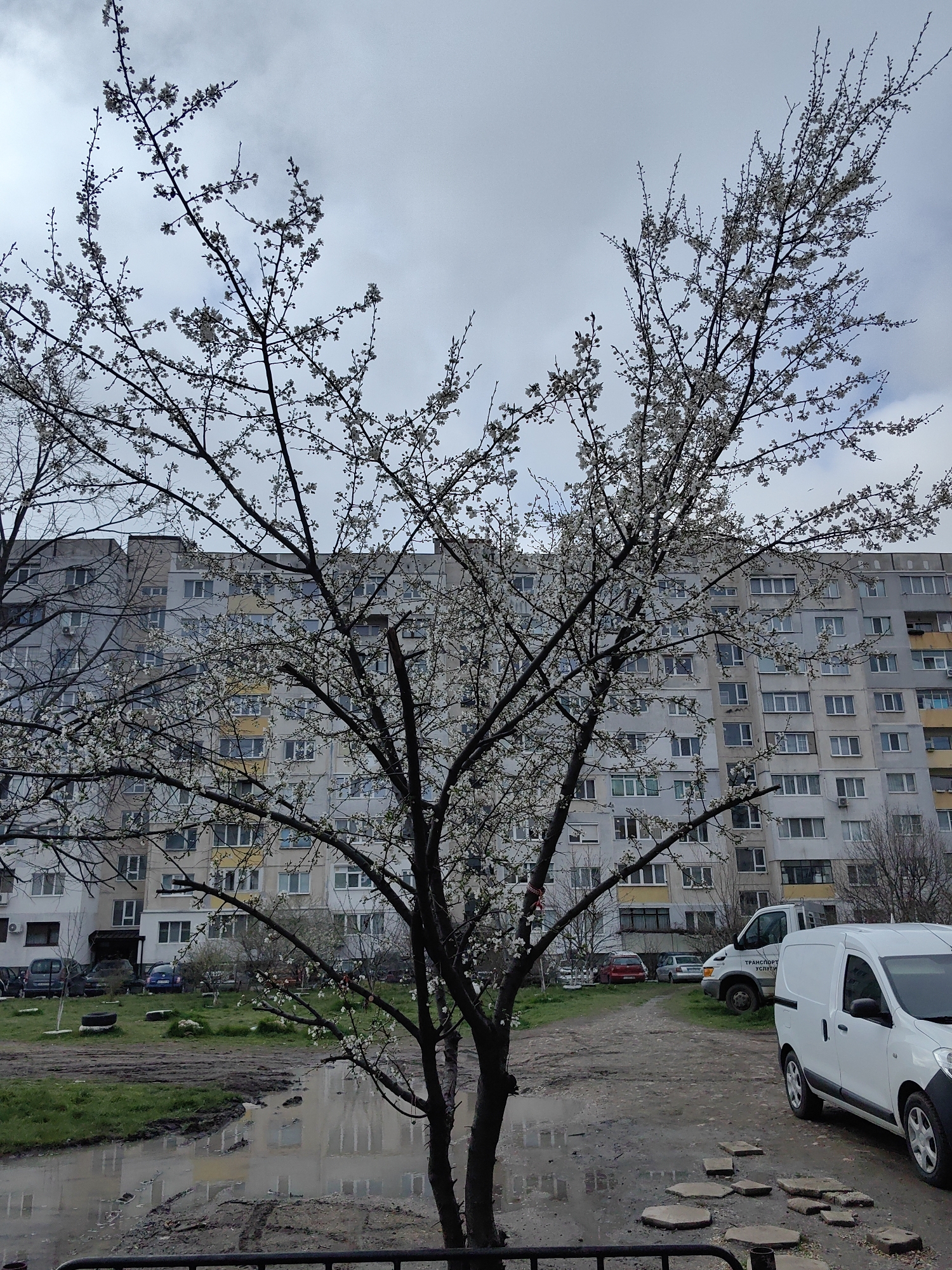 The image depicts an urban scene in Sofia, Bulgaria, during springtime. A flowering tree, likely a plum or cherry, is the focal point, its branches adorned with white blossoms. In the background stands a large, Soviet-era apartment building characterized by repetitive rows of windows and a somewhat drab color scheme. The ground is muddy, with puddles reflecting the building and sky. Several vehicles, including white vans and other cars, are parked in the vicinity. There is no visible human activity. A black metal fence is in the foreground. The sky is overcast, suggesting a damp or recently rainy day.