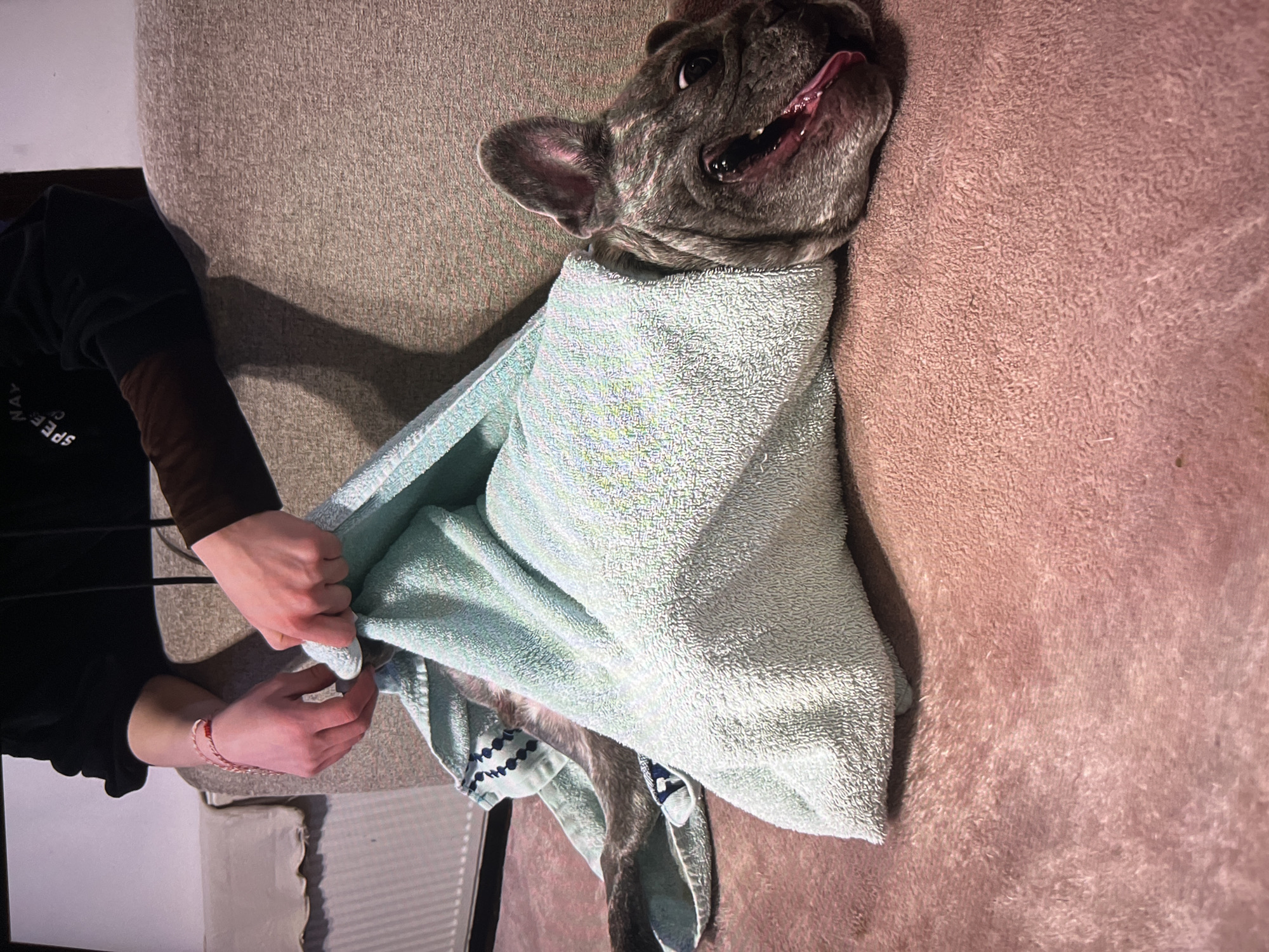 A grey and white French bulldog is lying on its back on a pink shag rug, wrapped in a light blue towel. The dog's tongue is sticking out of its mouth. A person is pulling the towel tighter around the dog. The person has fair skin, and they are wearing a long-sleeved black shirt with brown sleeves. The shirt has white text on it, and the person is wearing a red and white bracelet. The background of the image is blurry. The location is Unknown, Unknown.