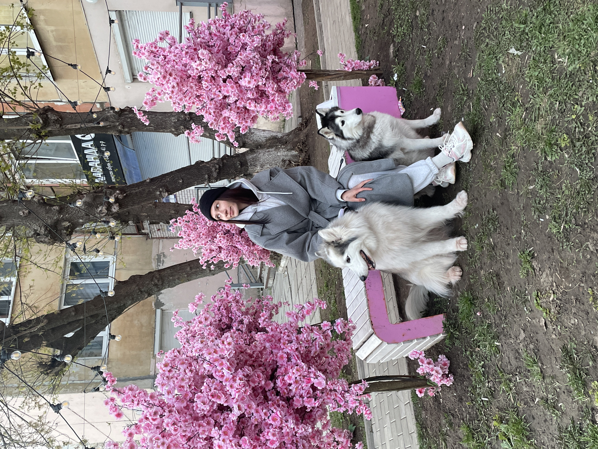 A woman in a grey coat and black cap is seated on a white and pink park bench between two dogs, a white one and a grey and white one. The bench is located outdoors amidst flowering cherry trees with pink blossoms. The location is identified as Izhevsk, Russia, indicated by text on a sign in the background, written in the Cyrillic alphabet. Overhead string lights are visible above the flowering trees. The area surrounding the bench is covered in grass and bare ground.