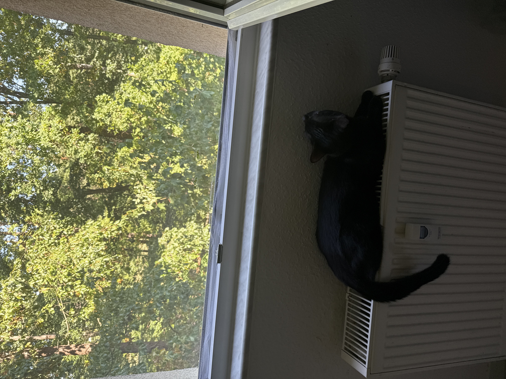 A black cat is lying on a white radiator in front of a window. The window looks out onto a dense forest with green trees. The scene is indoors, as indicated by the radiator and window frame. The cat appears relaxed, with its body stretched out across the radiator. The sunlight filters through the window and trees, casting shadows on the cat and radiator. The overall impression is one of a peaceful, domestic scene with a touch of nature. There is no information in the image to suggest a location in Eberswalde, Germany.