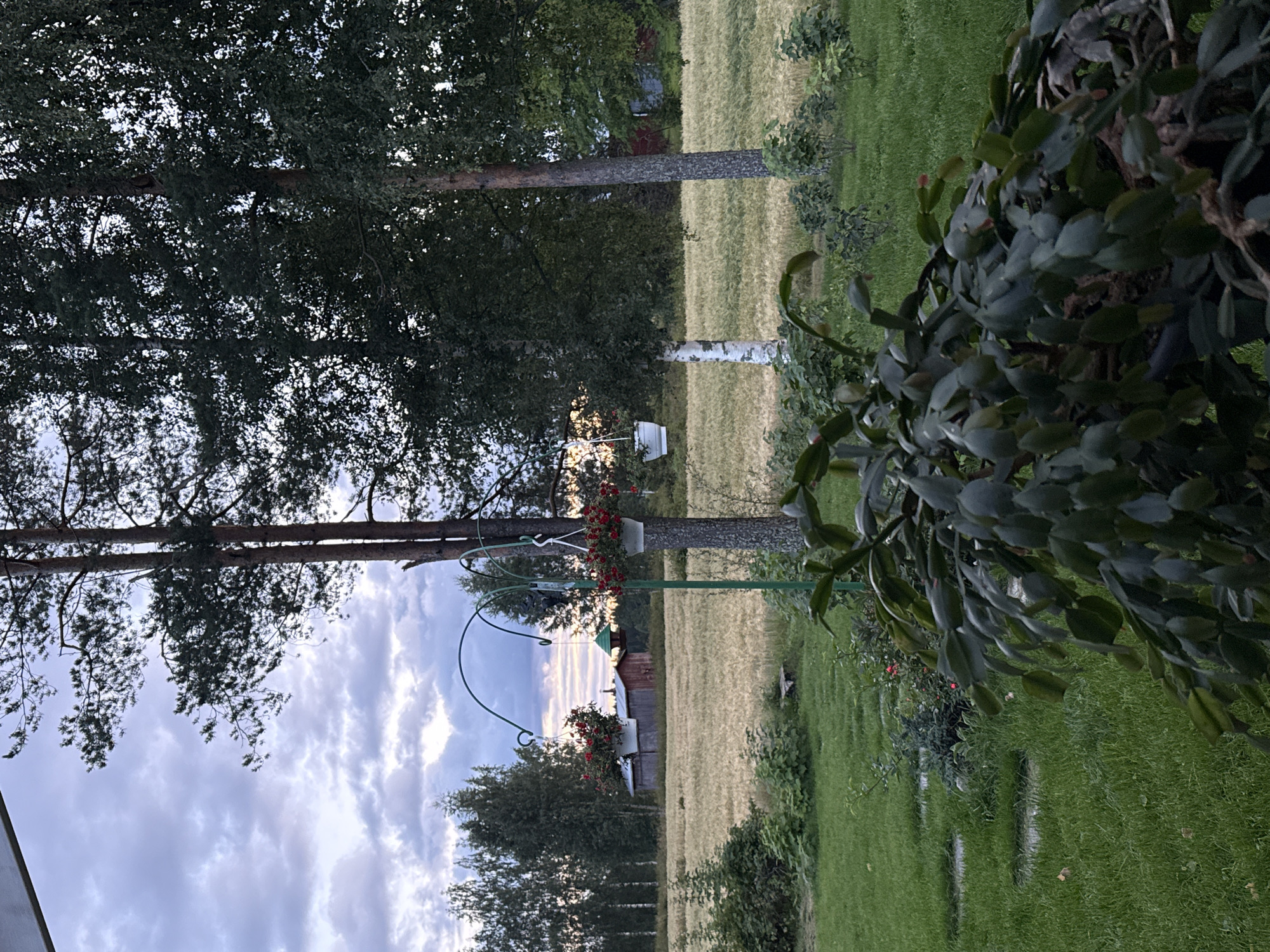 The image depicts a serene rural landscape in Toholampi, Finland, likely during dusk. In the foreground, a lush green lawn leads to a pathway of stepping stones. A large, leafy plant, possibly a Christmas cactus, dominates the lower right portion of the frame. Further back, a tall tree trunk with a bird feeder hangs from its branches, with two hanging baskets of red flowers attached to a decorative metal arch. Beyond this, a field of golden crops stretches towards a rustic wooden building with a red roof. A line of birch trees forms the distant treeline under a cloudy, pastel-colored sky. The scene evokes a tranquil, natural setting.