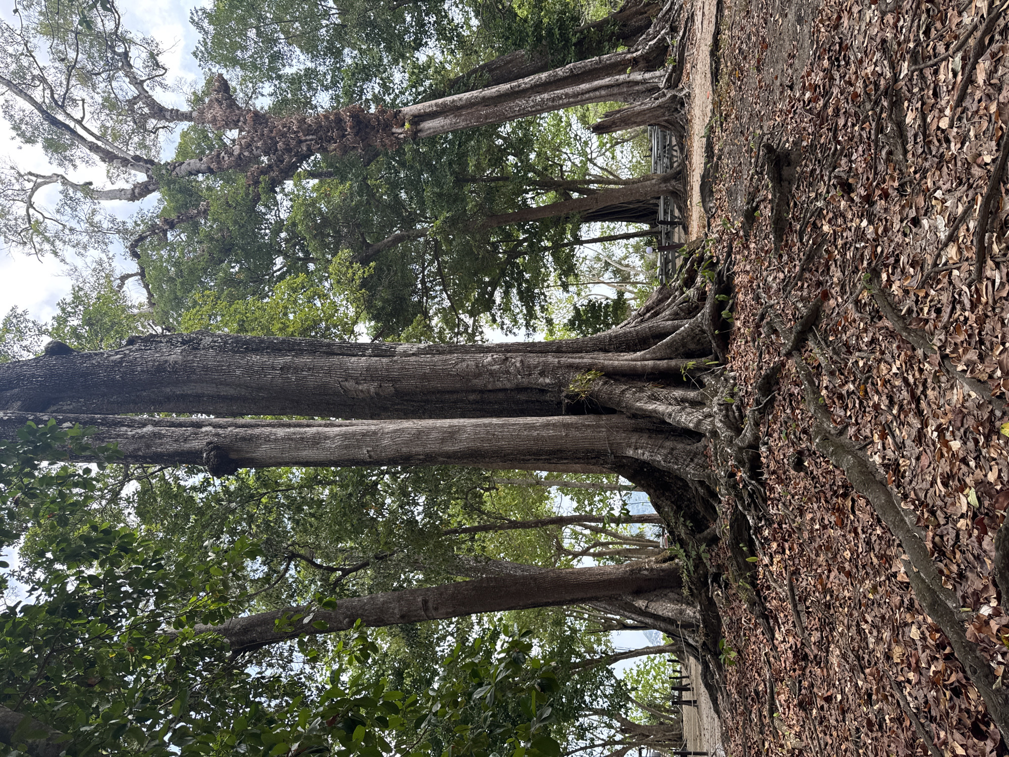 The image shows a row of large, mature trees with prominent roots extending across the ground, which is covered in dry leaves. The tree trunks are tall and thick, with branches and green foliage visible in the upper portion of the frame. The scene is viewed from a low angle, looking upwards through the trees. A glimpse of a light sky is visible through the canopy. There appears to be a simple, metallic barrier or structure situated between some of the trees. The location is Lam Kaen, Thailand.