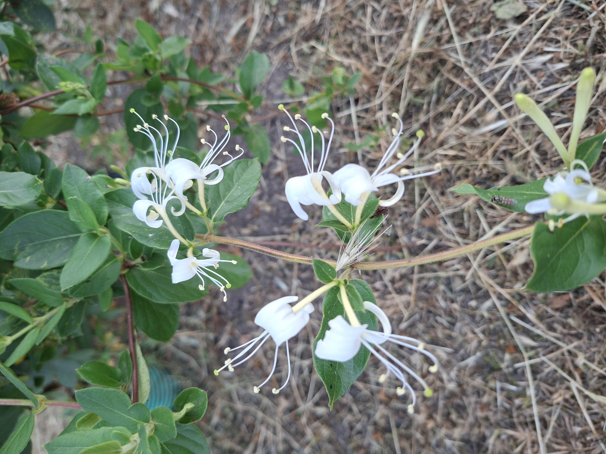 The image shows a close-up of white honeysuckle flowers on a vine with green leaves, set against a blurred background of dry grass and dirt. The flowers have long, delicate white petals and protruding stamens tipped with yellow anthers. A small insect with black and red markings is visible on one of the green leaves in the lower part of the image. The scene appears to be outdoors, in natural surroundings. The location is specified as Gorkovskiy, Russia, though there are no specific landmarks or identifying features to confirm this within the image itself. The lighting suggests it is daytime.