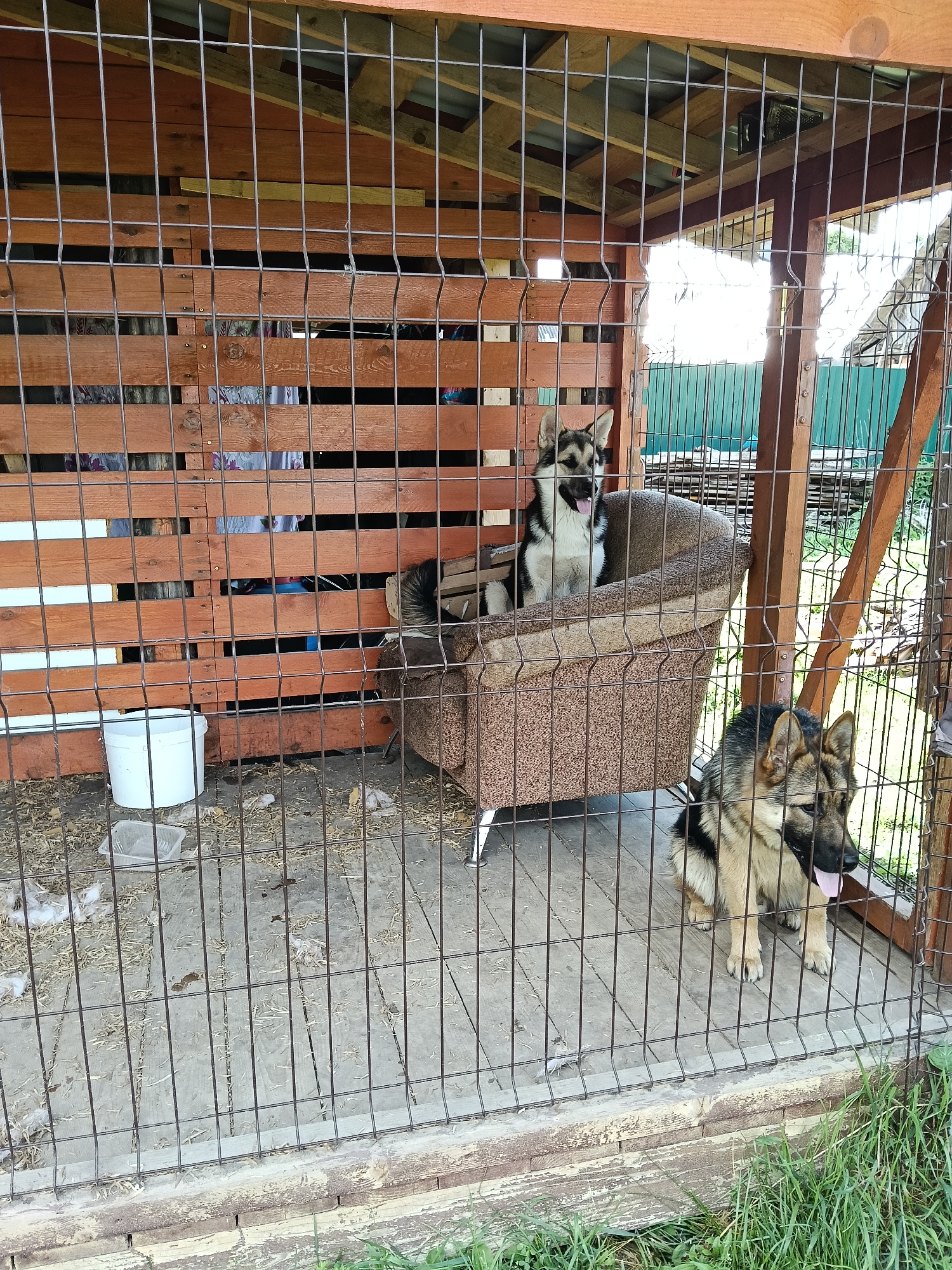 Two German Shepherd dogs are visible in an outdoor enclosure. One dog is sitting on a brown upholstered armchair inside the enclosure, with its head turned towards the viewer. The second dog is standing on the wooden floor of the enclosure in front of the armchair, looking to its right. The enclosure is constructed with wooden plank walls and a metal mesh fence. There is a white bucket and a clear plastic container on the ground in the enclosure. The background shows wooden structures and greenery. The image appears to have been taken in a rural or semi-rural setting. The question asks to include the location in the city of Andreyevo, Russia, however, there is no information in the image that would allow for the identification of a specific location.