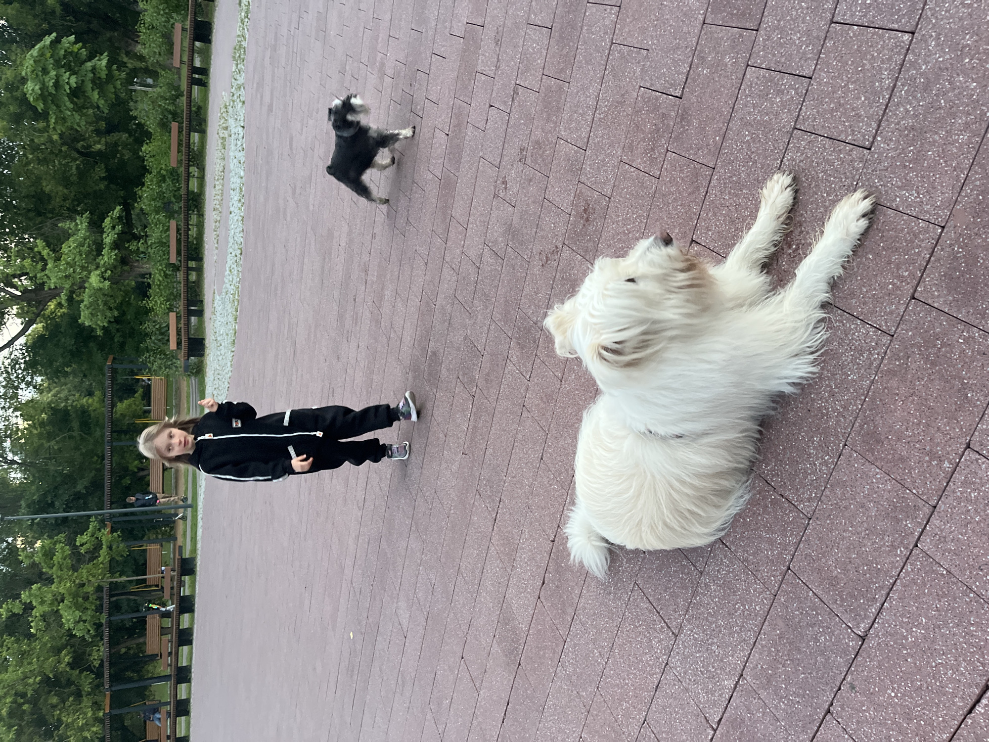 The image depicts an outdoor scene in a park with paved ground. In the foreground, a large, fluffy white dog is lying down, looking to its right. Behind the white dog, a young child wearing a black tracksuit and white sneakers is walking towards the left of the frame. Further in the background, a smaller black and white dog is trotting across the paved area. The park features rows of wooden benches and lush green trees in the background, suggesting a recreational space. There is no indication in the image that this location is in Moscow, Russia.