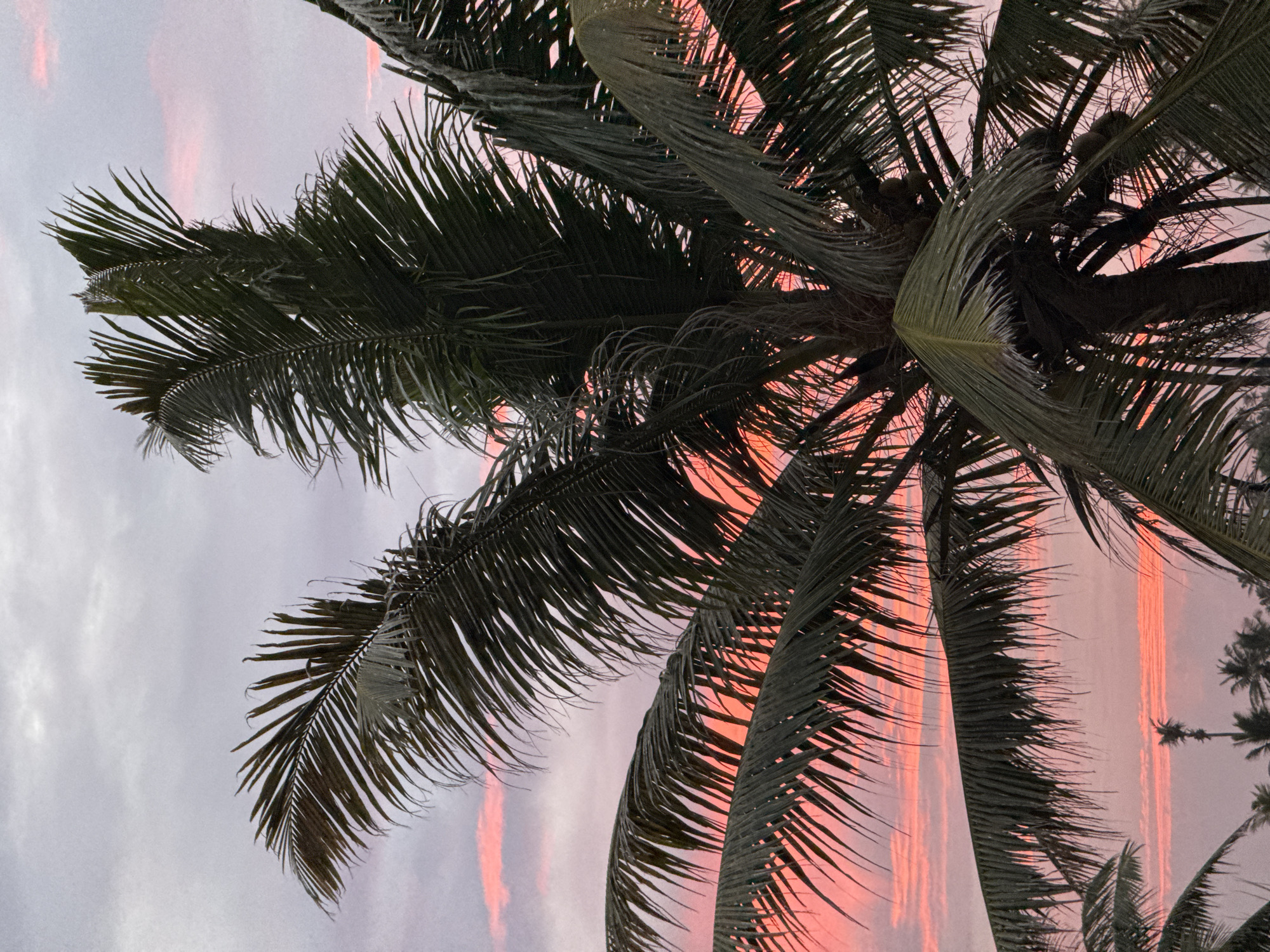 The image shows a close-up view of a palm tree against a twilight sky, suggesting the location is Goviyapana, Sri Lanka, known for its tropical landscapes. The sky displays a gradient of soft pink and grey hues, indicative of sunset or sunrise, with thin, elongated clouds stretched across it. The palm tree dominates the foreground, with its dark green fronds obscuring parts of the sky. Some fronds appear dry and brittle at the edges, while others are lush and vibrant. The texture of the palm leaves is detailed, showing individual strands and their natural curvature. In the distance, the silhouettes of more palm trees are visible, suggesting a coastal or tropical environment. The overall mood is serene and tranquil, capturing a moment of natural beauty in a tropical setting.