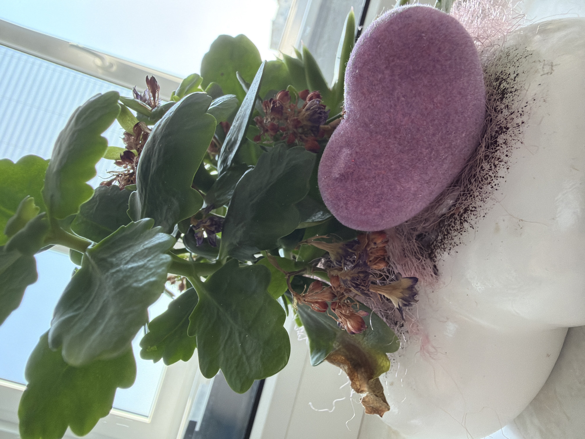 A close-up, eye-level shot captures a potted plant with large, green, succulent-like leaves and dried flower clusters. A fuzzy, heart-shaped ornament in a muted purple hue rests on the edge of the white, bulbous pot. The pot's surface is textured and decorated with what appears to be dried moss and fine, dark particles. Pink, wispy fibers add further texture. The background suggests an indoor setting near a window with blinds, letting in natural light and a glimpse of the sky. The scene is devoid of people, actions, or interactions. The image does not provide any visual information to determine its specific location in the city of Strășeni, Moldova.