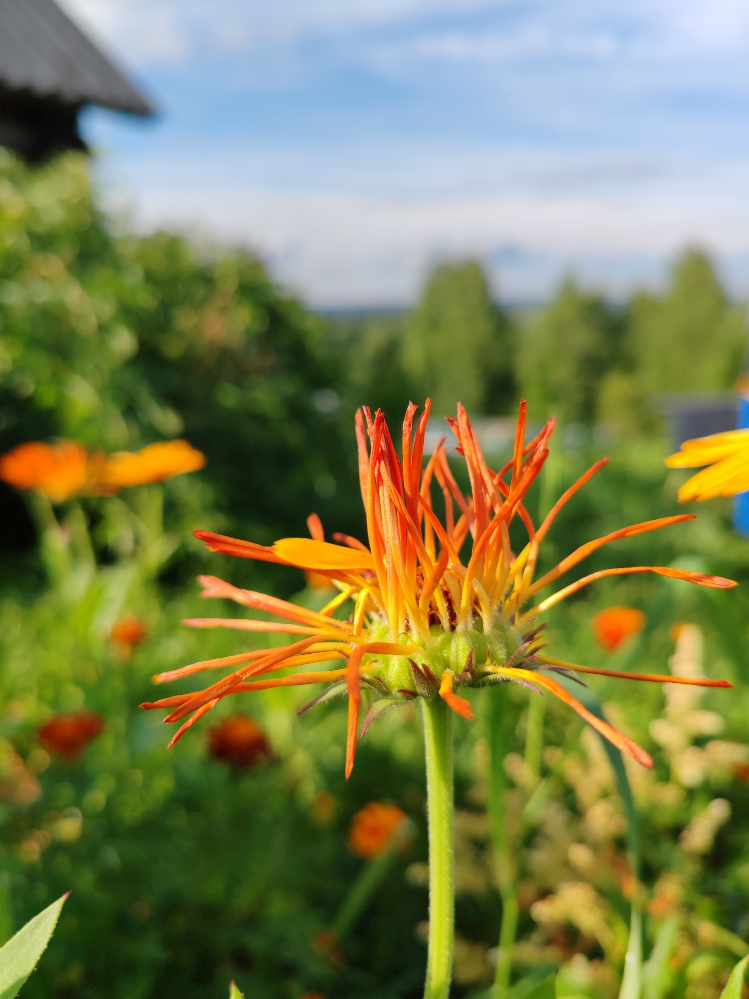 The image shows a close-up of an orange flower with a fuzzy green center, its petals extending outwards like fine threads. The flower is in focus, while the background is blurred, depicting a lush green garden with other orange flowers in the distance. A clear blue sky with scattered white clouds is visible above the foliage. The scene suggests a sunny day in a rural setting, possibly a garden in Чухлэм, Russia, given the context. There are no people or animals visible in the frame. The overall impression is one of natural beauty and tranquility.