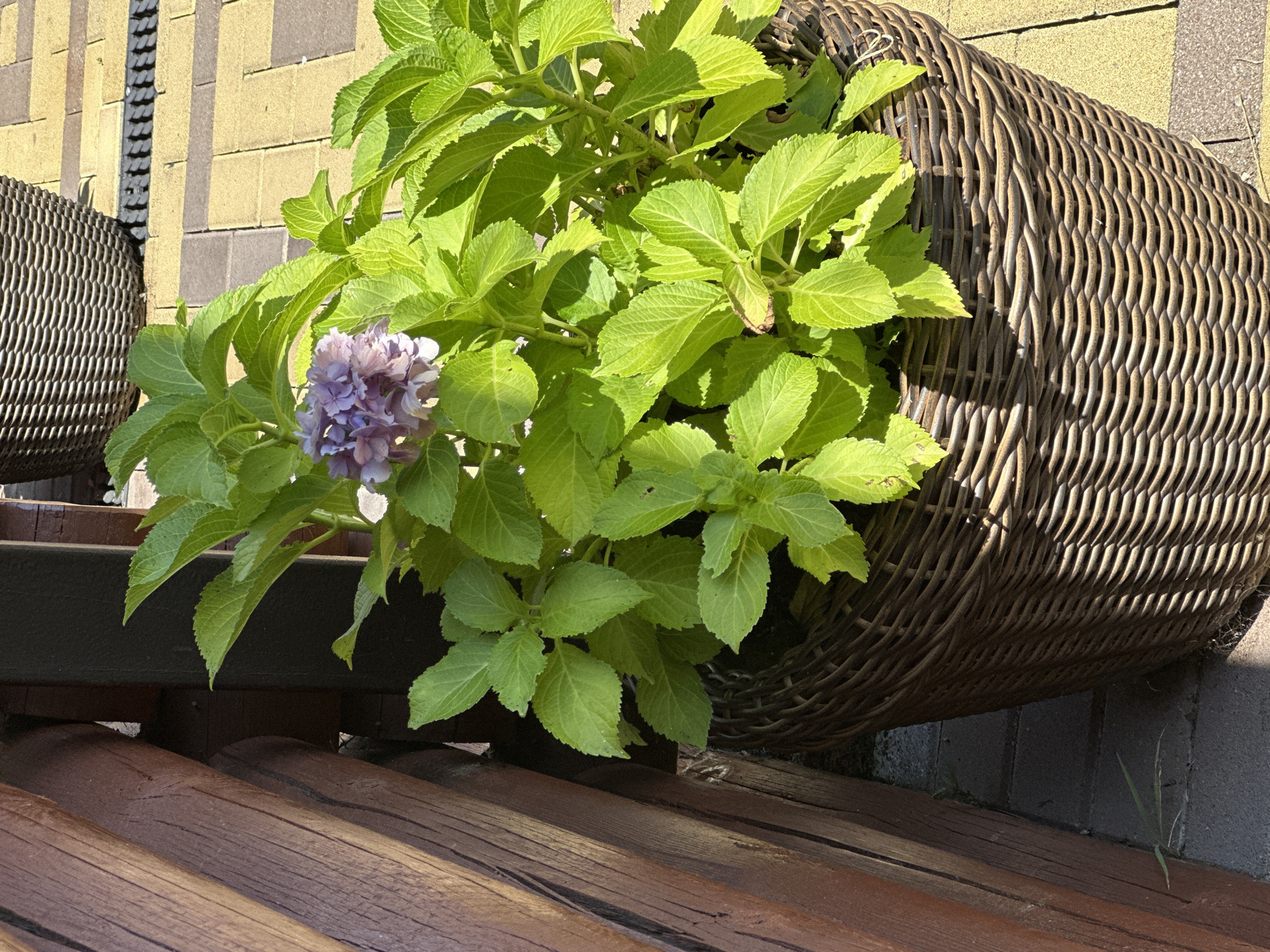 A close-up, eye-level, outdoor shot captures a potted hydrangea plant with vibrant green leaves and a cluster of purple blossoms. The plant is situated in a large, dark brown woven basket. To the left of the planter is a section of a rustic wooden structure, likely a fence or wall, with distinct horizontal planks. The ground beneath and around the planter is paved with interlocking bricks in alternating shades of tan and grey. A dark metal grate, possibly a drain, is visible in the background to the right of the planter. The lighting suggests a bright, sunny day. The scene is located in Krasnaya Polyana, Russia.