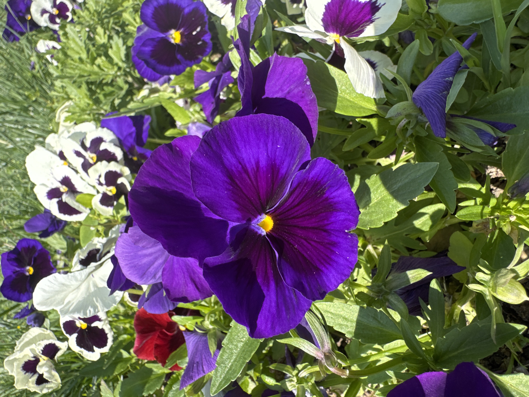 The image shows a cluster of pansy flowers in full bloom, with a mix of vibrant purple and white petals with dark centers. The flowers are surrounded by green leaves and blades of grass. There is no indication of Samarkand City, Uzbekistan in the image.