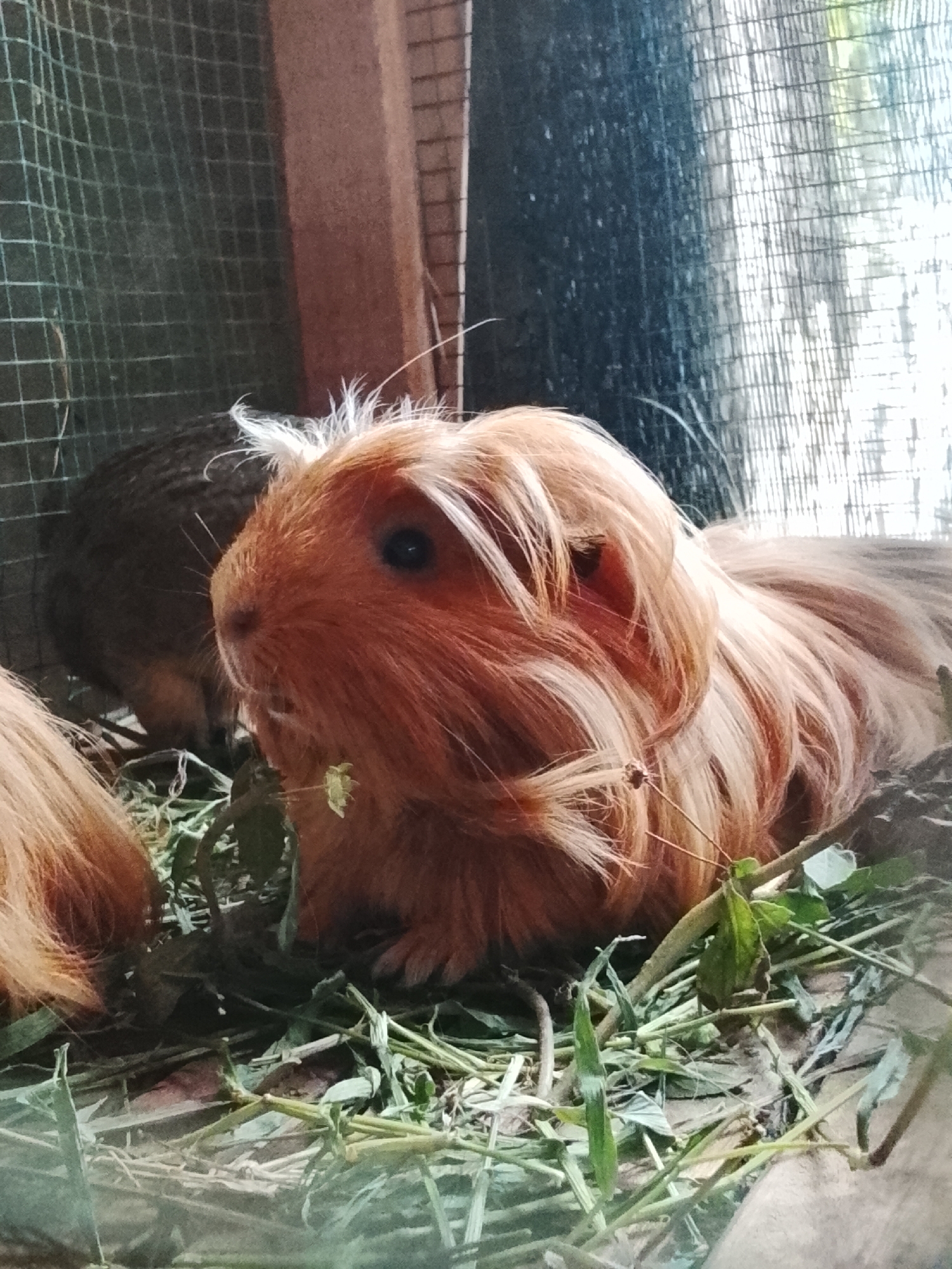 A close-up, eye-level shot features a fluffy, ginger-colored guinea pig in the foreground, positioned within a cage. The guinea pig is surrounded by a bed of hay and green leafy vegetables, some of which it appears to be eating. Its fur is long and wispy, covering its face and extending down its body. In the background, another guinea pig, darker in color, is partially visible. The cage walls, constructed of wire mesh and wooden planks, form the environment. The lighting suggests an indoor setting, possibly a domestic or pet enclosure. The location of Blang Cut, Indonesia, is noted as the setting for this scene.