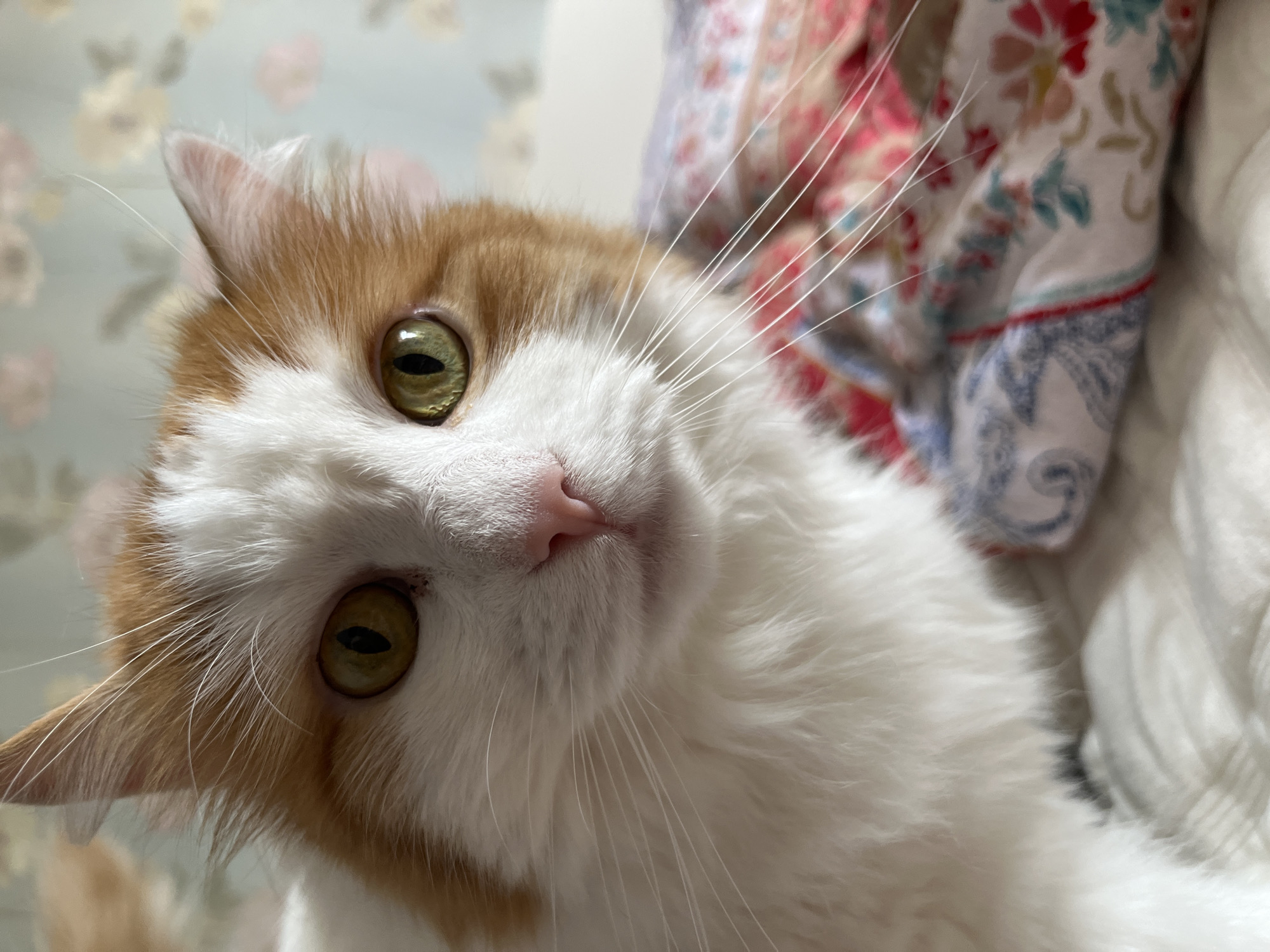 A close-up, eye-level shot captures the face of a ginger and white cat. The cat's green eyes are looking directly at the camera. Its pink nose is prominent, and long white whiskers extend outwards. The background is a softly blurred floral wallpaper and a patterned blanket. The image appears to be taken indoors, in a domestic setting. No specific location in Korolyov, Russia is discernible from the visual information provided.