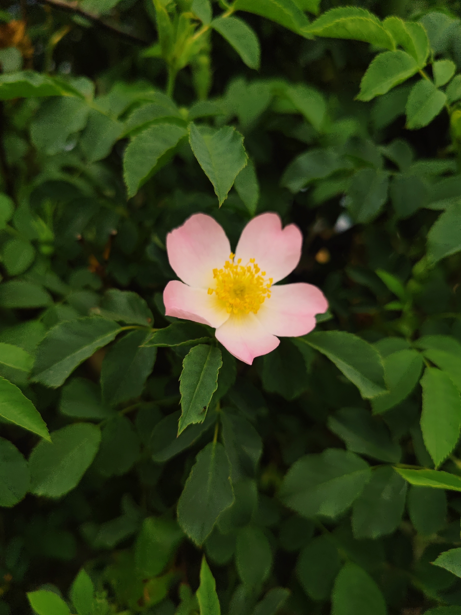 A close-up shot focuses on a light pink flower with a yellow center, set against a backdrop of lush green leaves. The scene likely portrays a garden or natural setting. The location of Sennoy, Russia, is given.