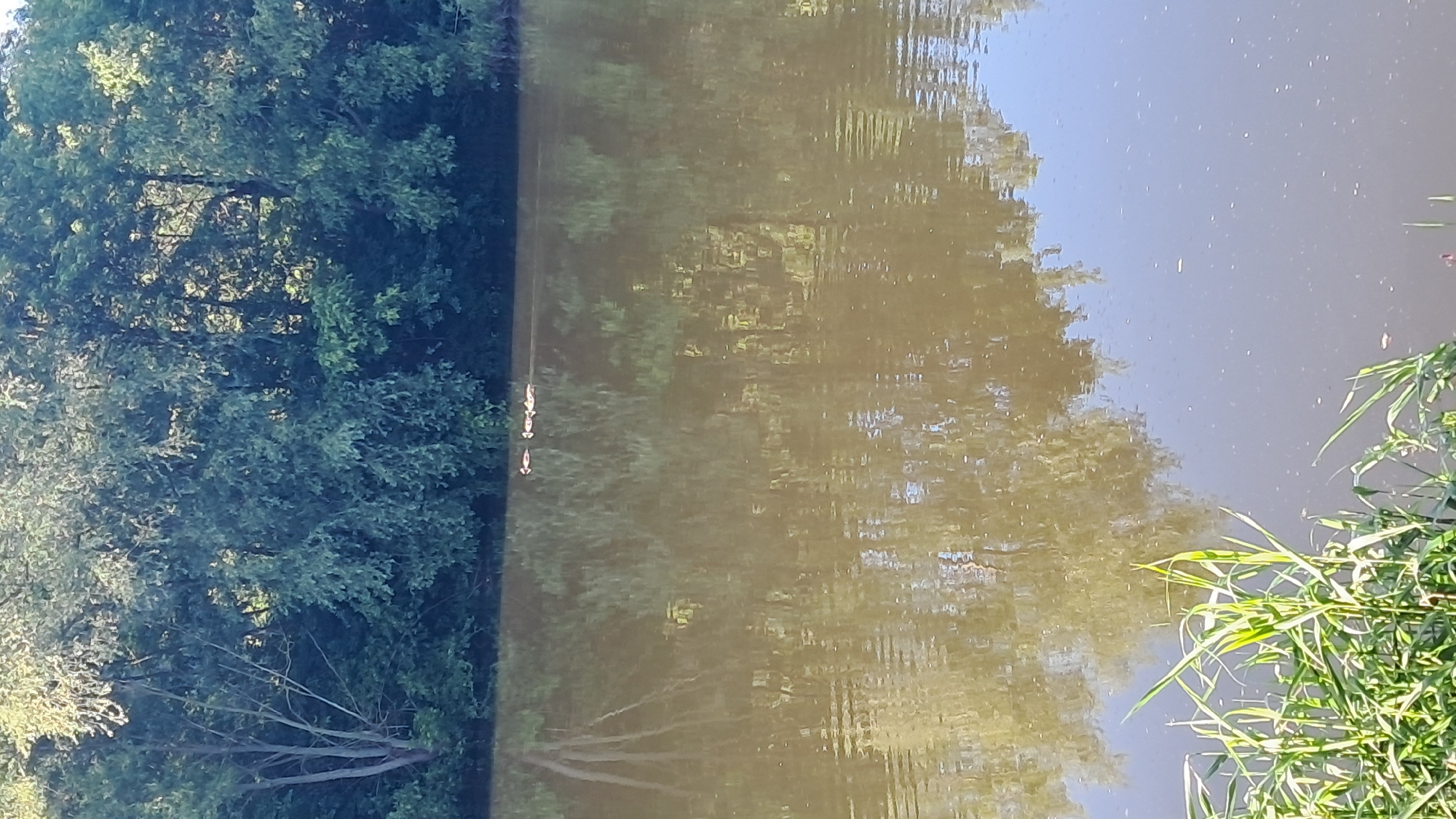 A body of water, likely a river or lake, is shown in the foreground and midground, reflecting trees and vegetation. In the far background, a dense line of trees forms the treeline. A small group of waterfowl, possibly ducks, are visible swimming on the surface of the water towards the right side of the image. The water appears murky and brown, with ripples indicating movement. The vegetation on the bank is lush and green, with tall reeds or grasses visible in the lower left corner. The lighting suggests it is daytime, possibly late afternoon, given the warm tones of the reflections. No specific landmarks or buildings are identifiable to confirm a location in Vinnytsia, Ukraine.