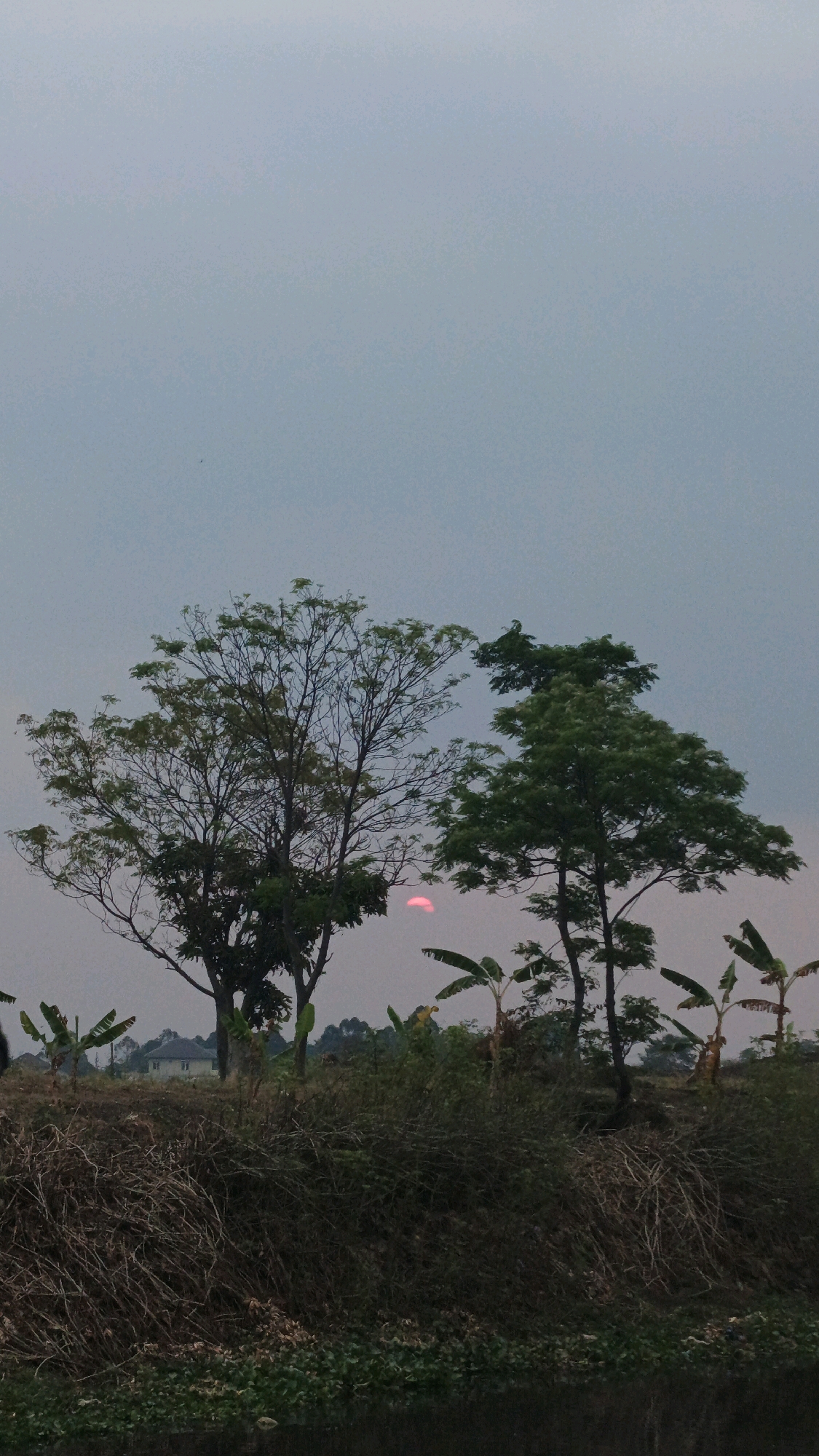 A landscape image captures a rural scene in Tegalluar, Indonesia. The sky is a muted gray, suggesting either dawn or dusk, with a small, pinkish-red sun partially visible between two trees. The foreground is dominated by dry, tangled vegetation, forming a rough mound. Behind this, several trees stand, some with sparse leaves and others with fuller canopies. Banana trees are also present, their distinctive leaves fanning out. In the mid-ground, a building with a white facade and a red roof is visible amongst the trees, indicating a residential area. The overall impression is one of a quiet, natural setting on the outskirts of a populated area.