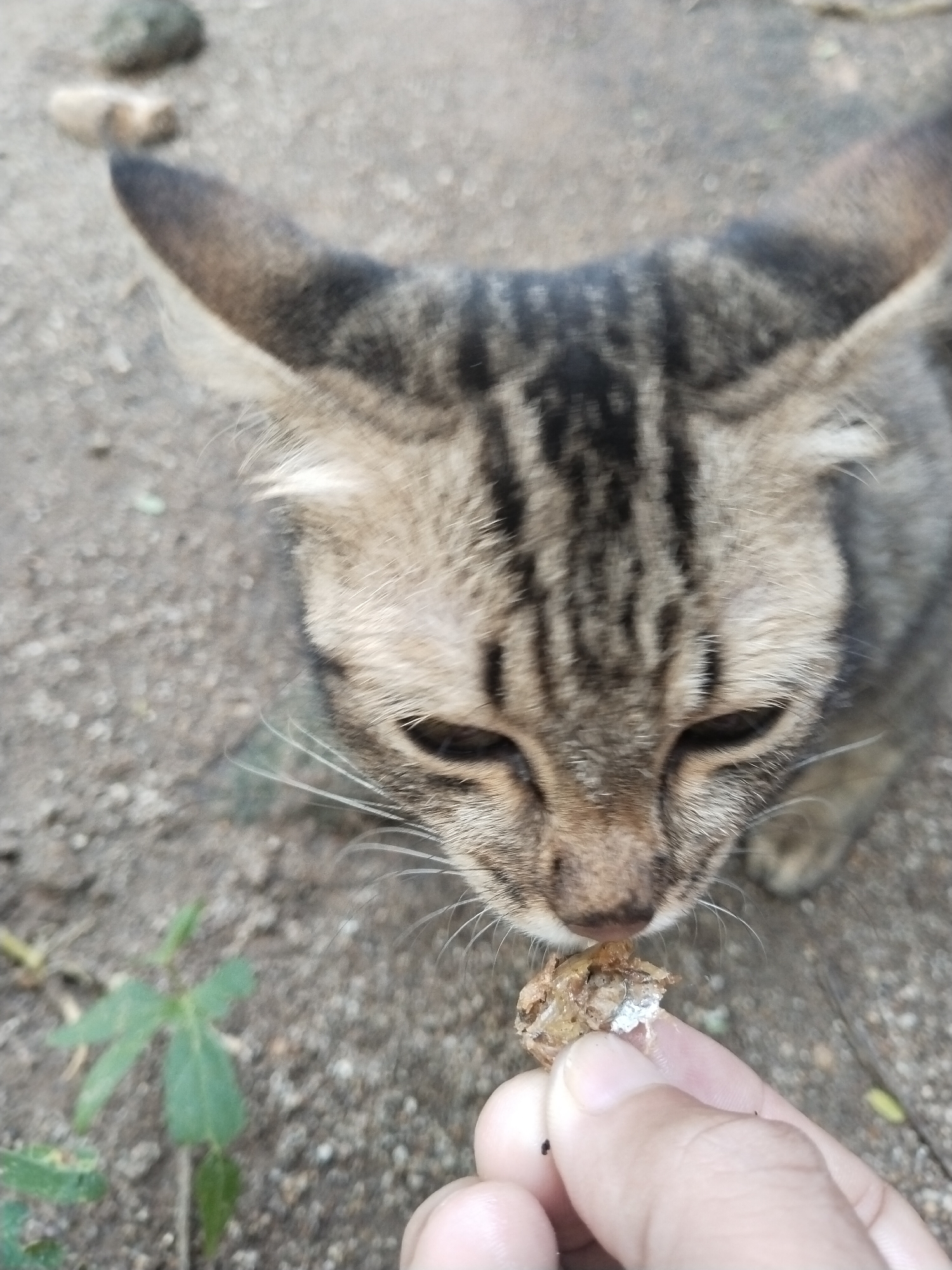 A close-up shot of a tabby cat being offered a piece of food by a hand. The cat is in focus with its head tilted downwards towards the food, its eyes partially closed. The hand holding the food is slightly out of focus. The background appears to be a dirt or gravel surface with small stones and a green plant. The location is unknown, with no specific city or recognizable landmarks visible.