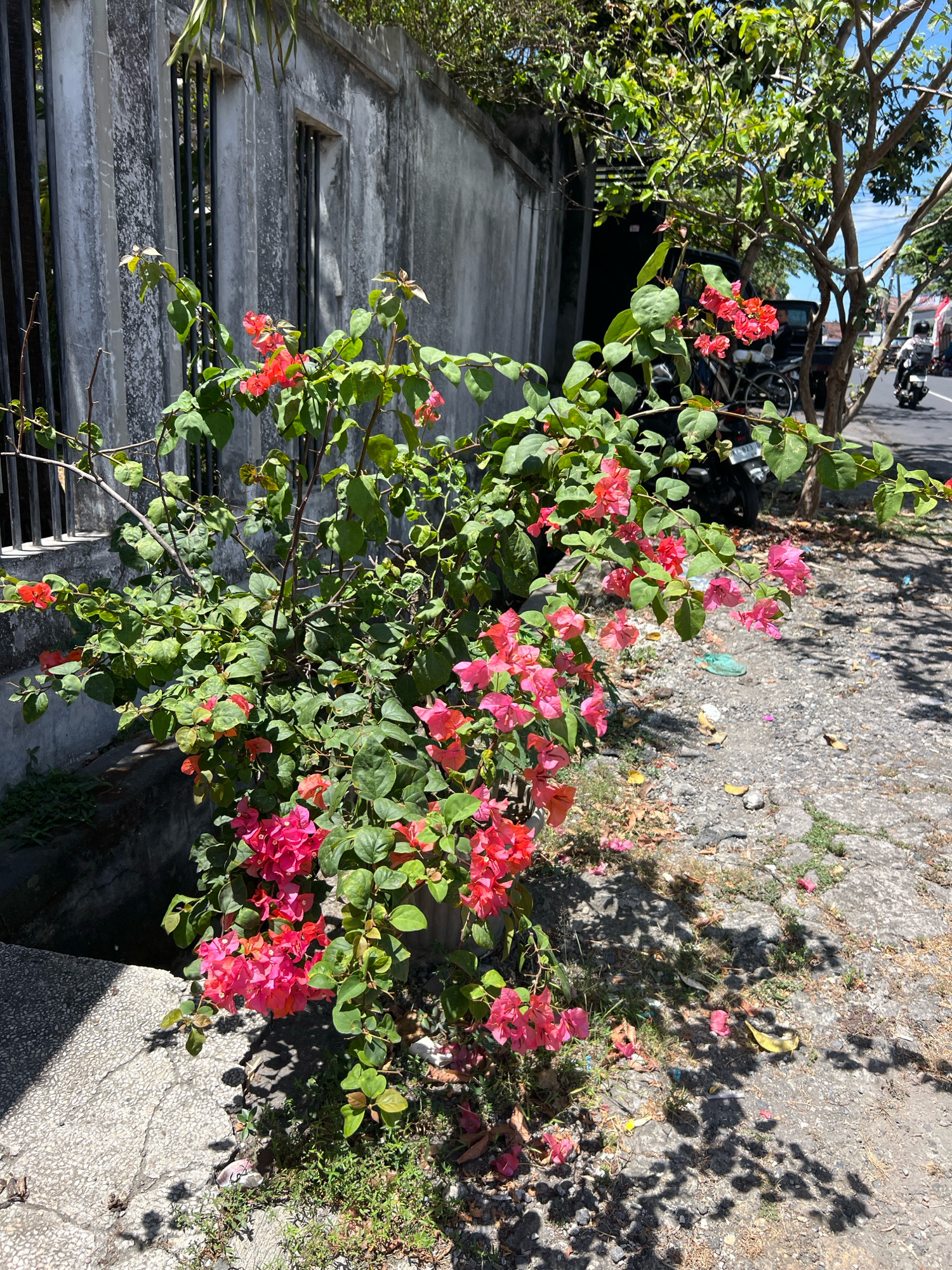 In Denpasar, Indonesia, a vibrant bougainvillea plant with bright pink and red flowers spills over a concrete drain on a sunny day. The plant's lush green foliage is a stark contrast to the weathered, grey concrete wall behind it, which has vertical black metal bars in front of two windows. To the right of the bougainvillea, a paved pathway is visible, leading to a street where a parked motorcycle and a black pickup truck are present. A person is seen riding a motorcycle in the background on the right side of the image. The ground is covered in gravel and scattered with fallen leaves and petals.