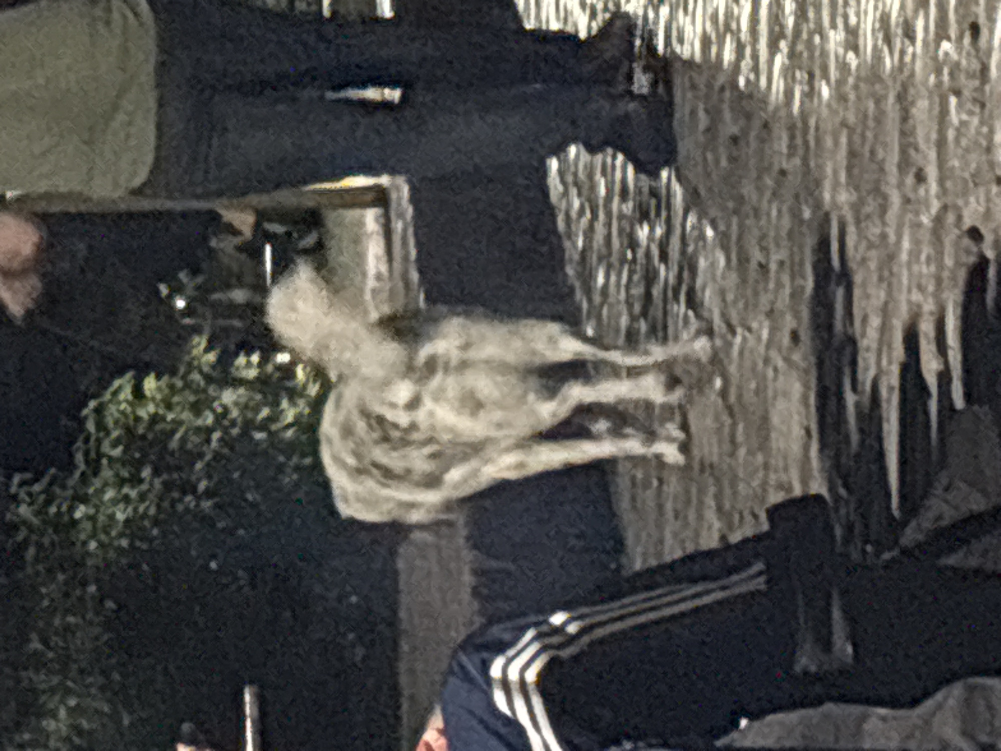A dog is standing in front of what appears to be the wall of a building. The dog is mottled gray and white with a fluffy tail. There are people in the image, but only their legs and torsos are visible. To the left of the dog, there is a shrub or small tree. The context suggests this image might be taken in Buenos Aires, Argentina.