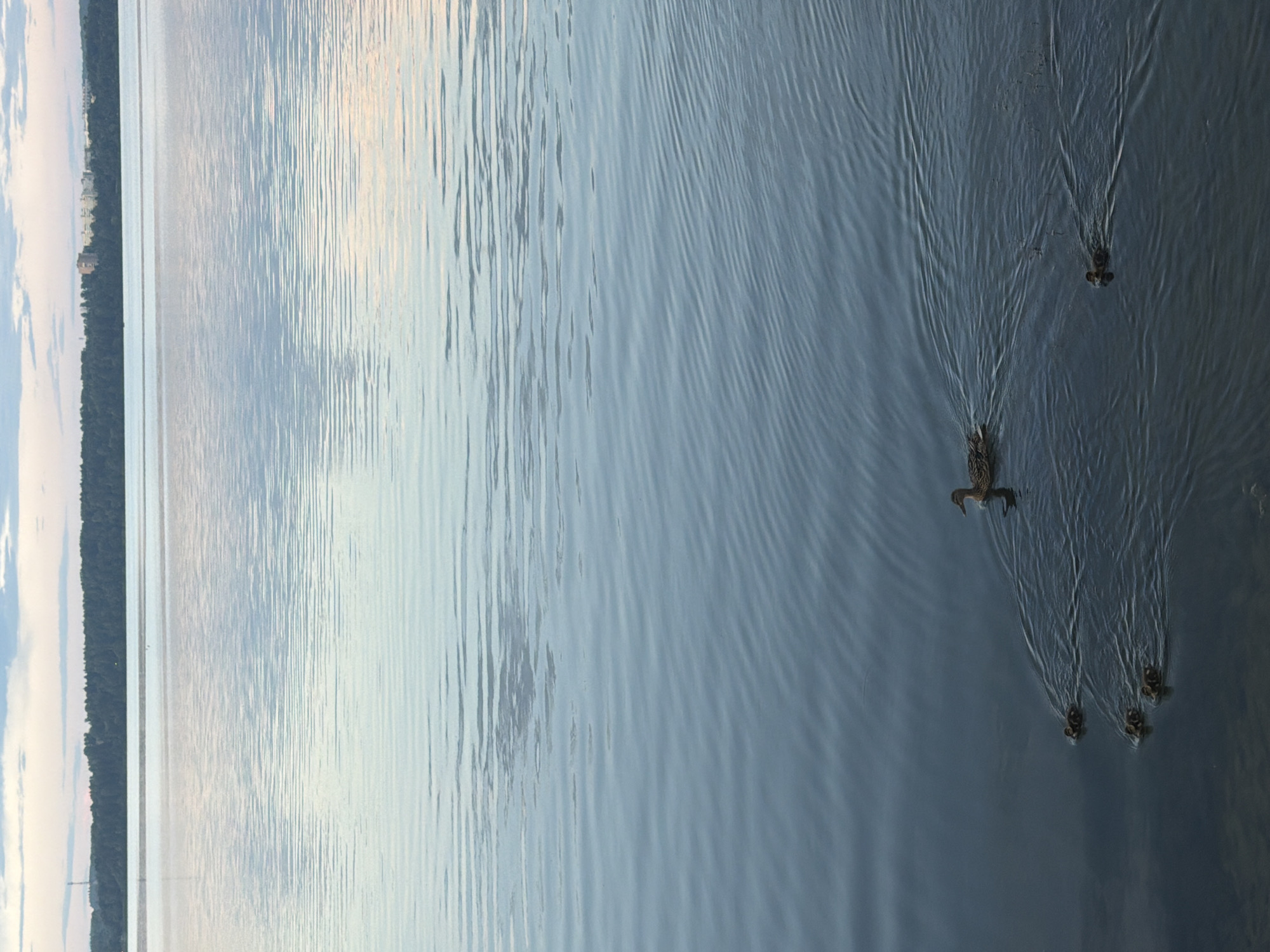 A mother duck and her ducklings swim in a calm body of water. The ducks are in the lower portion of the frame, with the mother duck slightly to the right and the ducklings clustered together to her left and below her. They are creating small wakes as they move through the water. In the background, a tree line borders the water, and beyond that, buildings are visible on the horizon. The sky above is partly cloudy. The scene is likely located in Solnechnogorsk, Russia, given the characteristic landscape of the area which often features large bodies of water and forested shorelines.