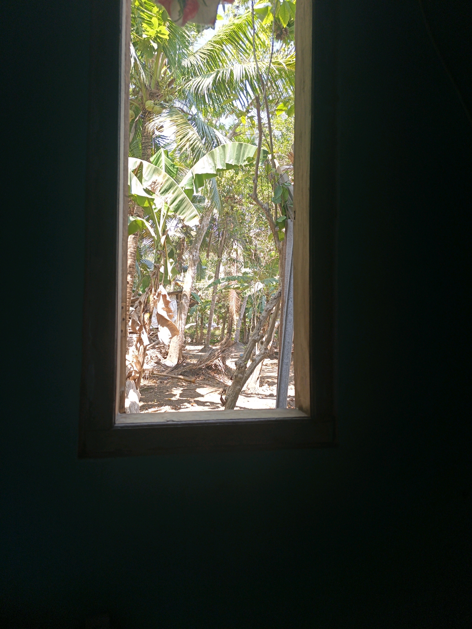 The image shows a view through a window of a tropical outdoor scene. The window frame is a light brown wood, and the wall surrounding it is a dark teal color. Outside, there are lush green trees and vegetation, including banana trees and palm trees with coconuts. The ground appears to be dirt and scattered debris. Sunlight filters through the leaves, creating dappled shadows. There is a simple structure visible in the background. This scene is consistent with the environment found in Kamulyan, Indonesia, a region known for its tropical climate and abundant plant life.