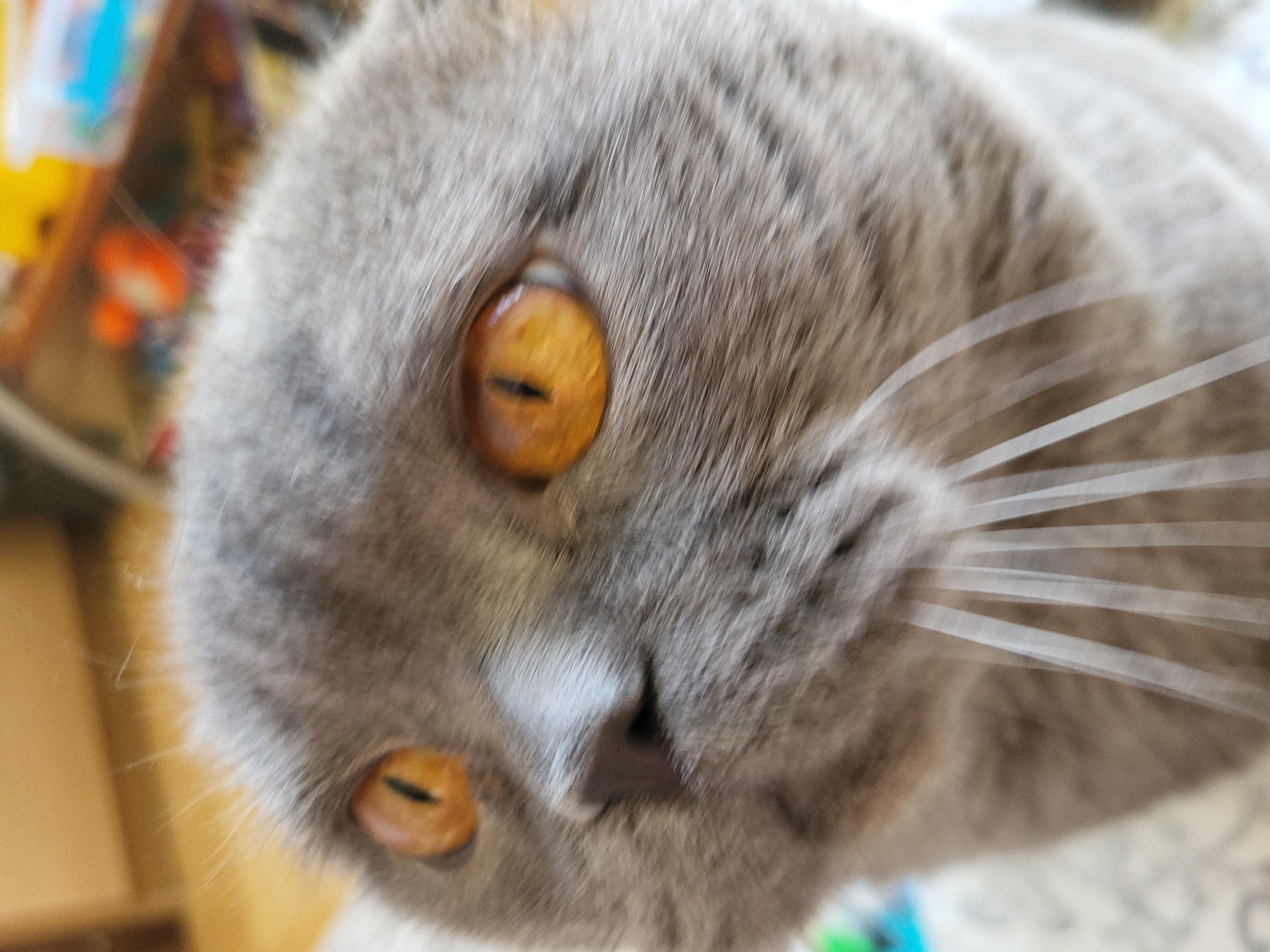 A close-up, eye-level forensic photograph captures the head of a domestic cat against a blurred indoor background. The cat, exhibiting a short, dense, grey coat, is positioned with its head slightly angled upwards and to its left from the viewer's perspective. Its prominent eyes, both visible and sharply focused, display an intense amber-orange iris with distinct vertical slit pupils. A dark grey nasal planum is centered on the face, with individual fur strands visible around the muzzle. Several long, white vibrissae extend from the cat's snout, appearing slightly blurred, particularly on the right side of the image.
The background is significantly out of focus, creating a shallow depth of field. On the upper left, indistinct warm brown tones suggest wooden flooring or furniture. Towards the upper right and mid-right, blurred shapes of yellow, orange, and blue hues are discernible, indicative of various household objects, possibly toys, on an elevated surface. No individuals are present in the frame. The scene is consistent with an indoor domestic environment located in Unknown, Unknown.